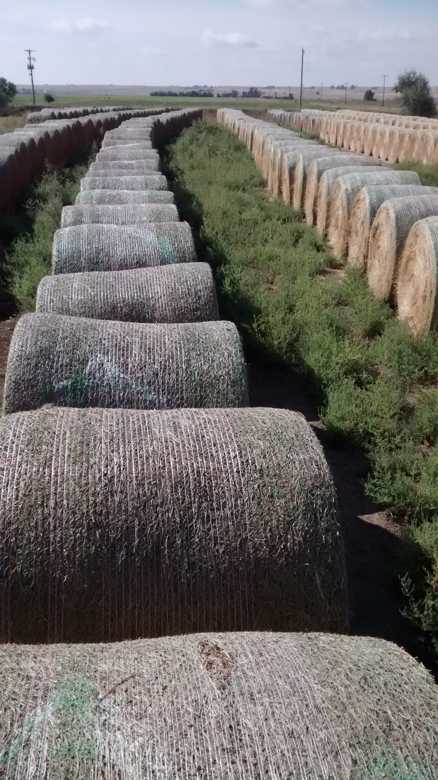 3rd cutting alfalfa