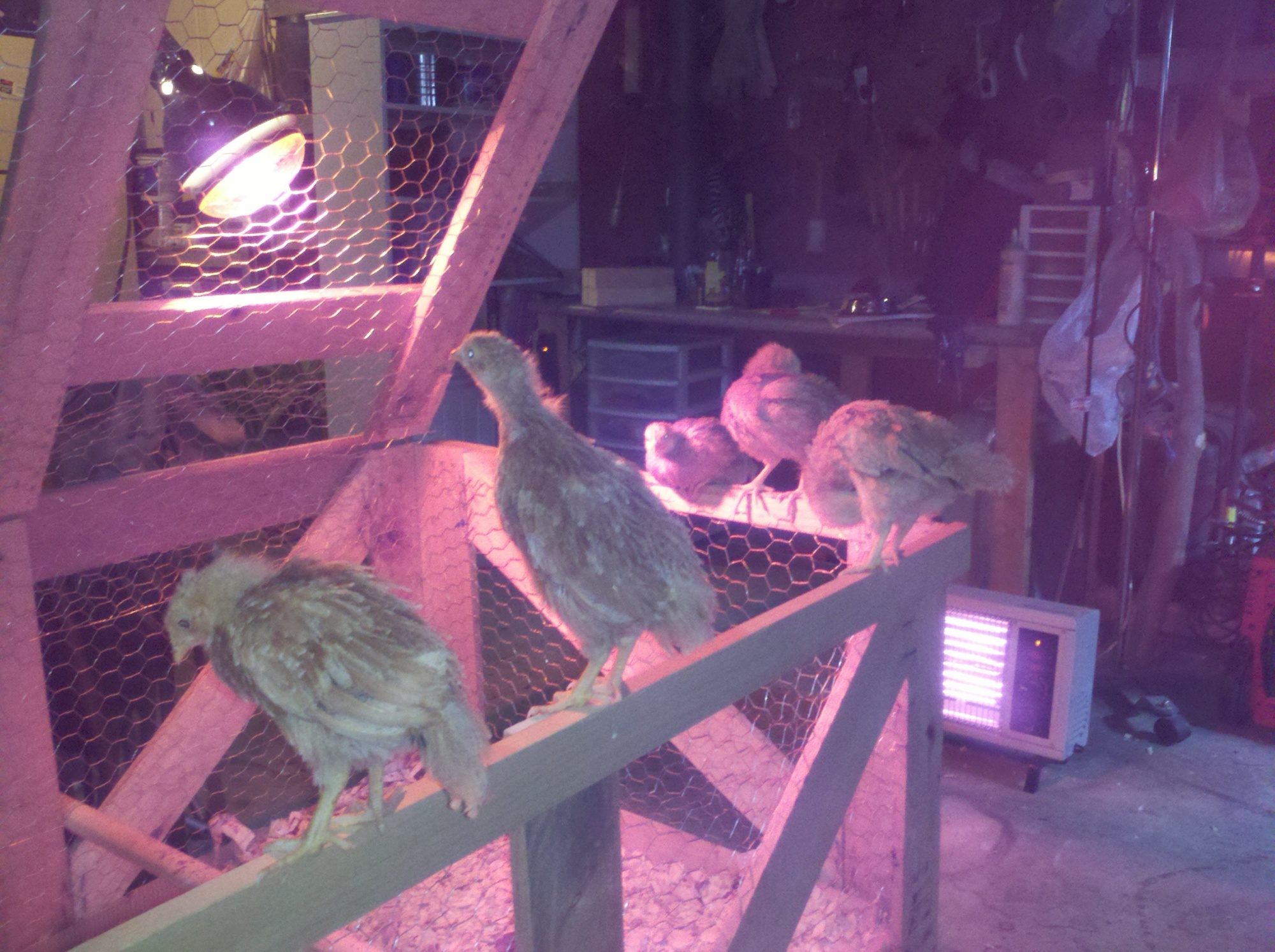 3wk old chicks.  I found this crate on craigslist and converted it to a great little starter home.