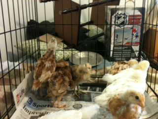 3wks. now...they are: Isa's,Tetra Tints,Rhode Island Red,&EasterEggers.