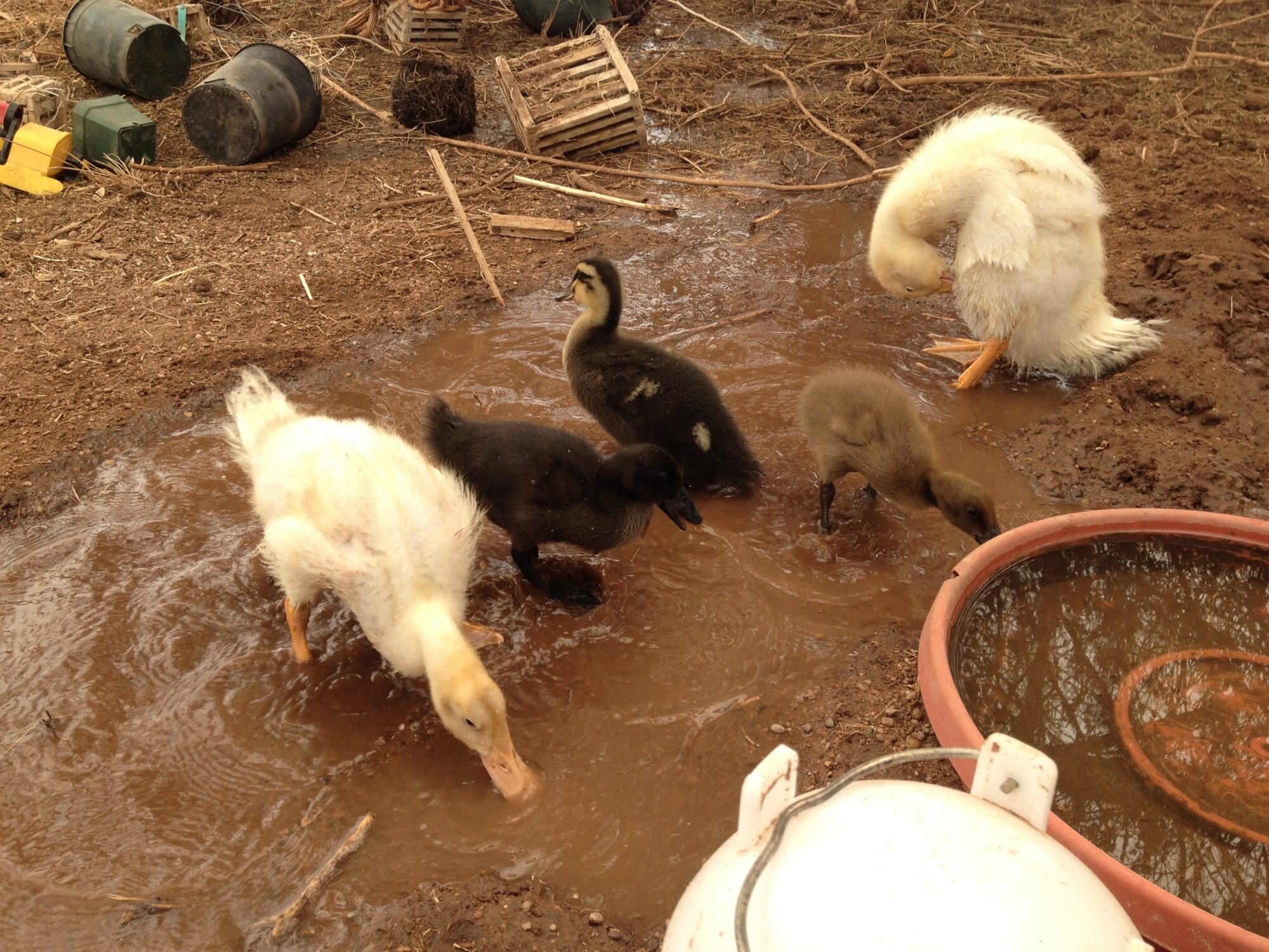 4/08/2014 was cleaning out their water and they started splashing in it.