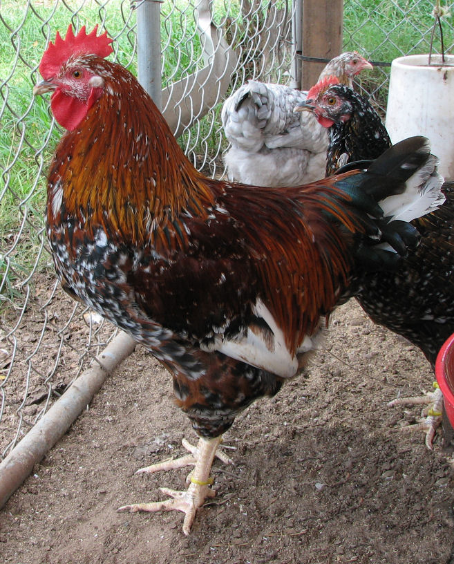 4 1/2 mo old cockerel