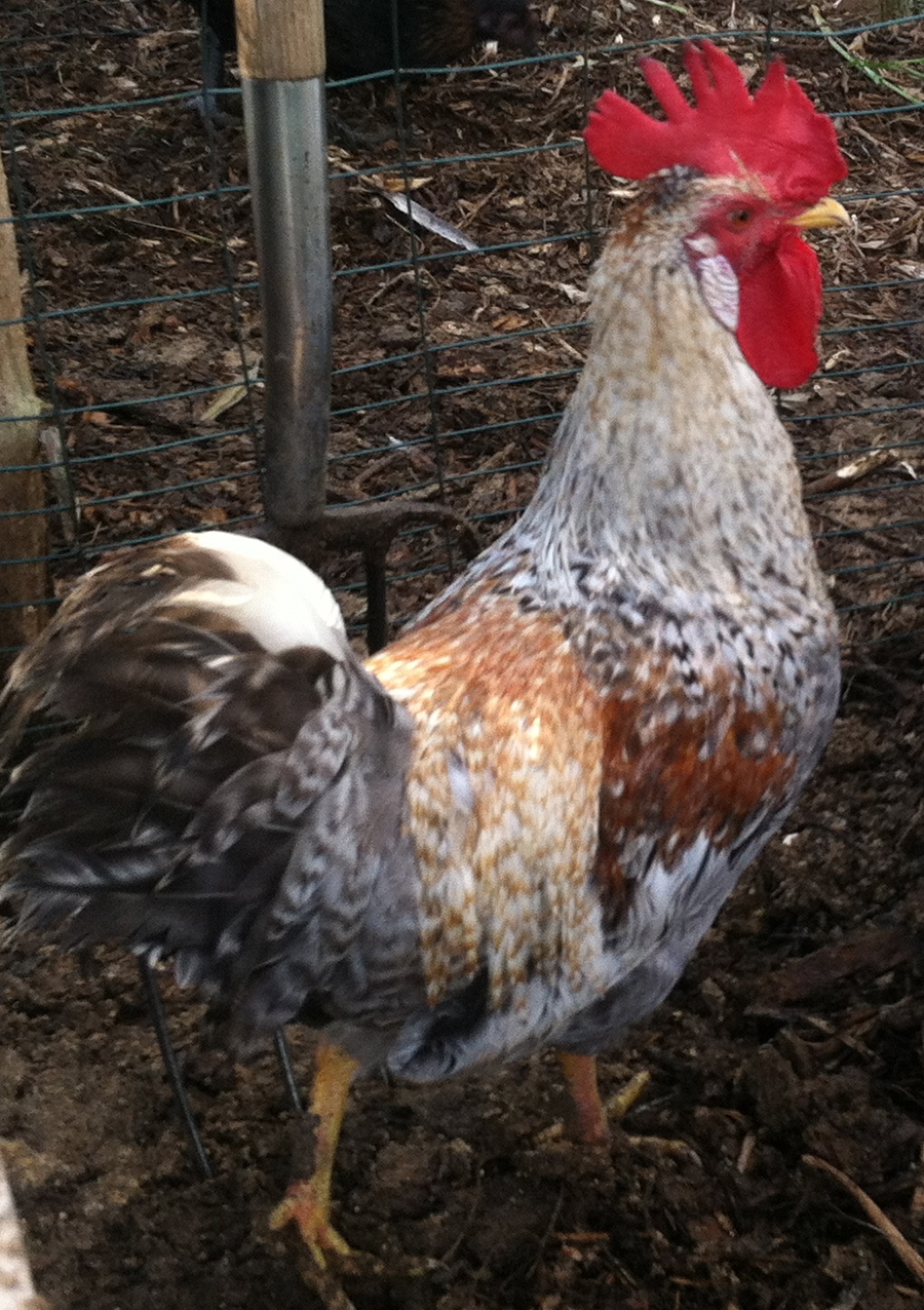 4 1/2 month old Cream Legbar cockerel