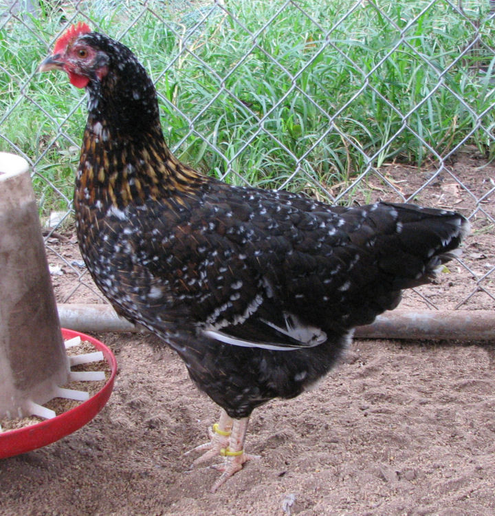 4 1/2 month old pullet