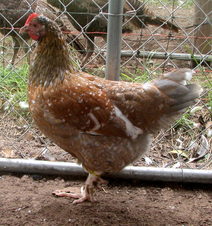 4 1/2 month old pullet