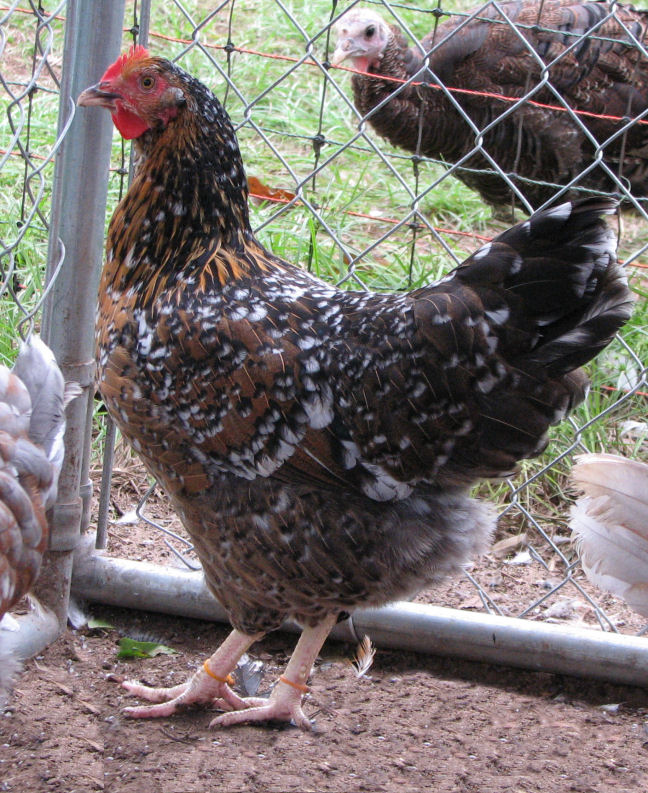 4 1/2 month old pullet