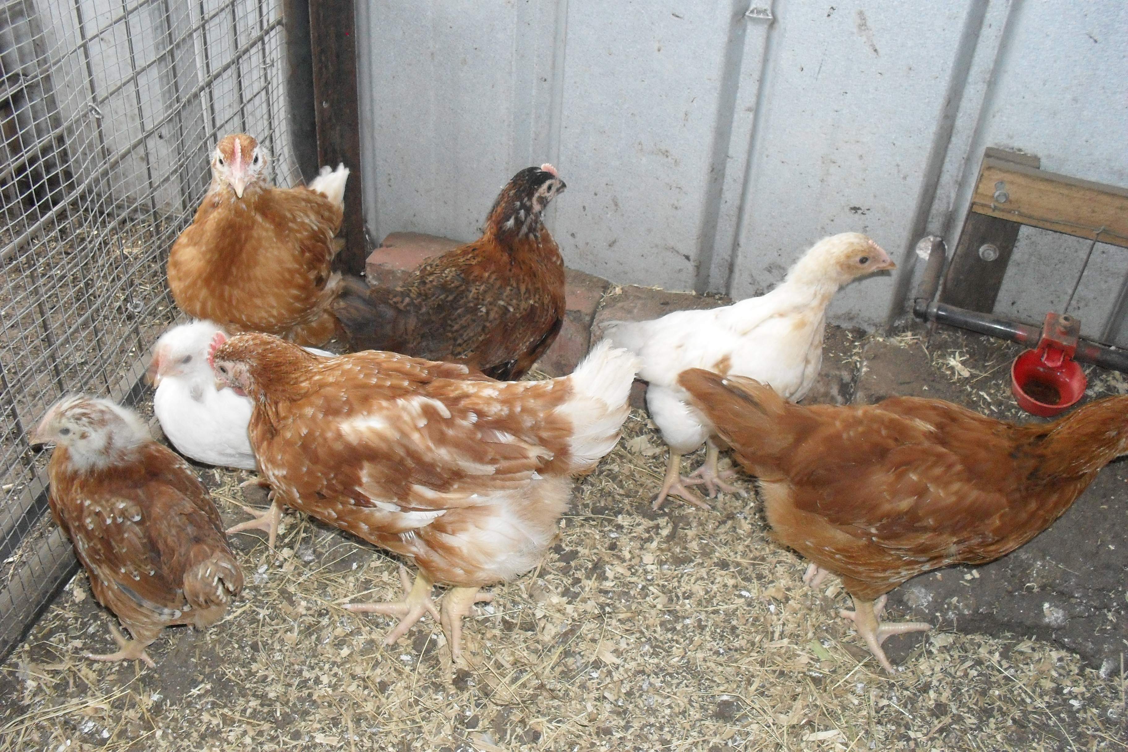 4 1/2 week old pullets. All bred from isa browns.