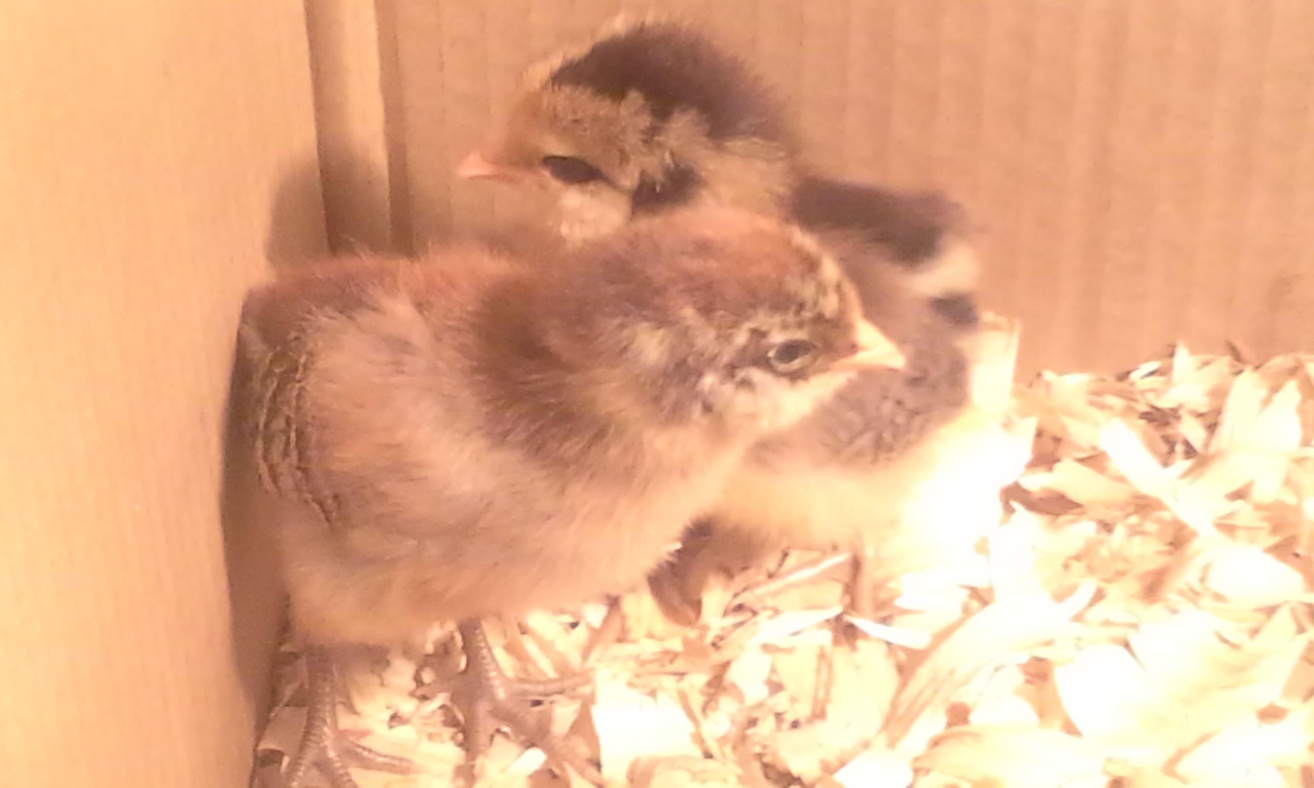 4/20/2014-A kind of washed out shot of both chicks. The chick in front usually hides when I try to take a picture.