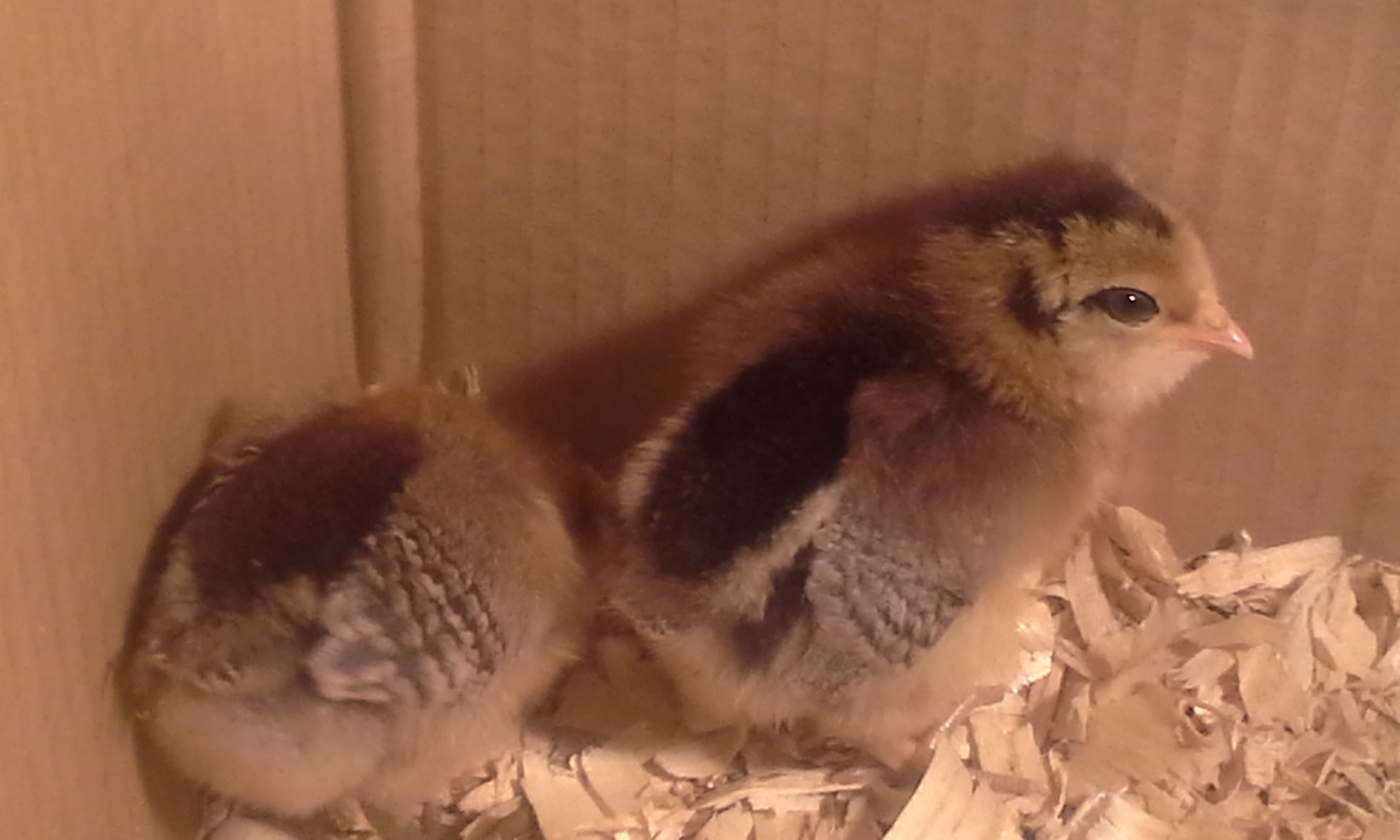 4/20/2014- And another shot of the chicks the second day we got them. Maybe a few days old from the feed store