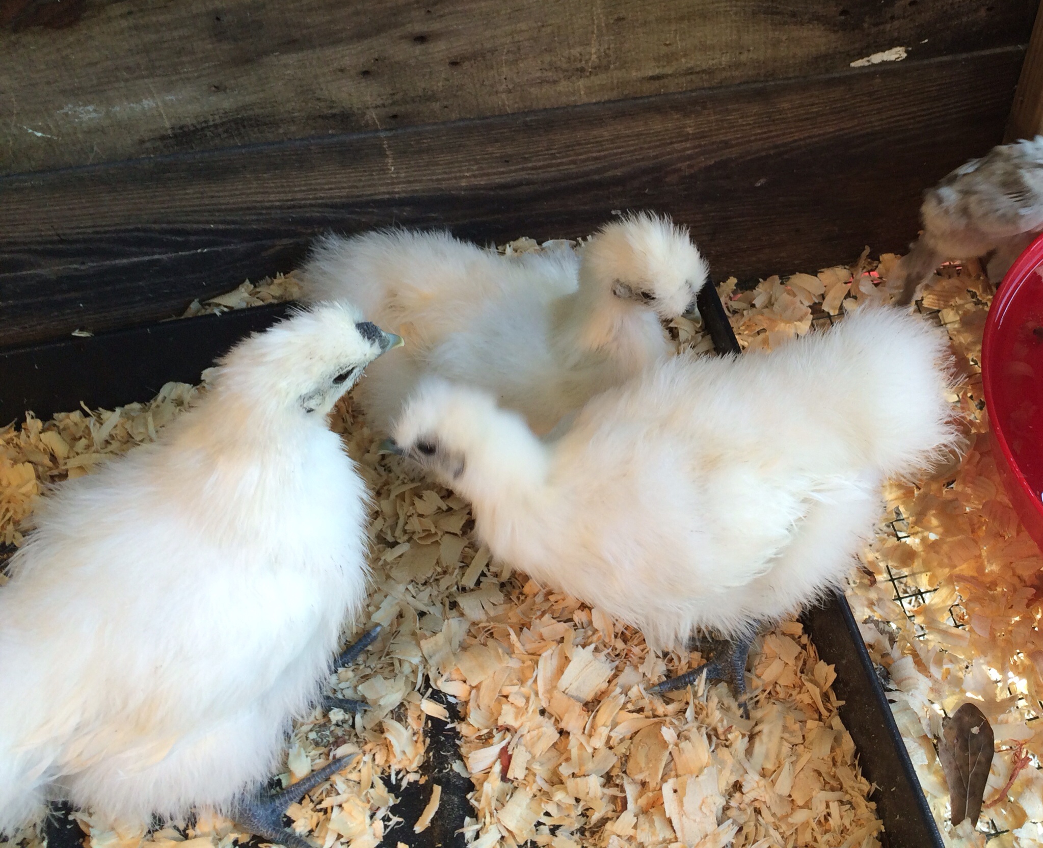4/24/14 
Silkies @ 6-7 weeks & Bantams @ 4-5 weeks