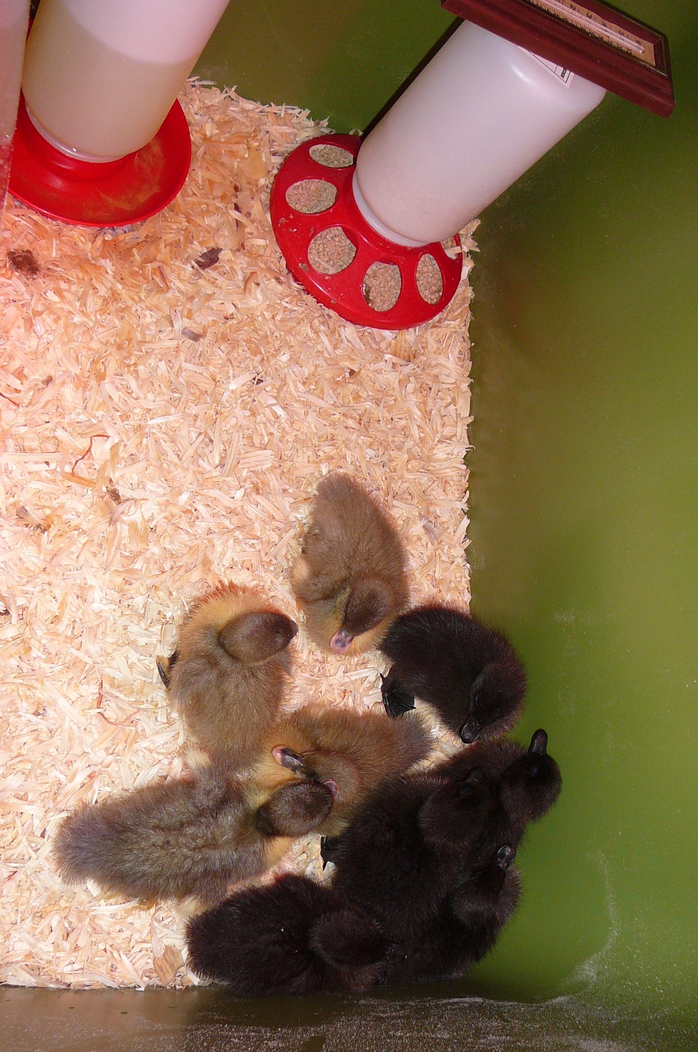 4/25/12 
First Day Duckies