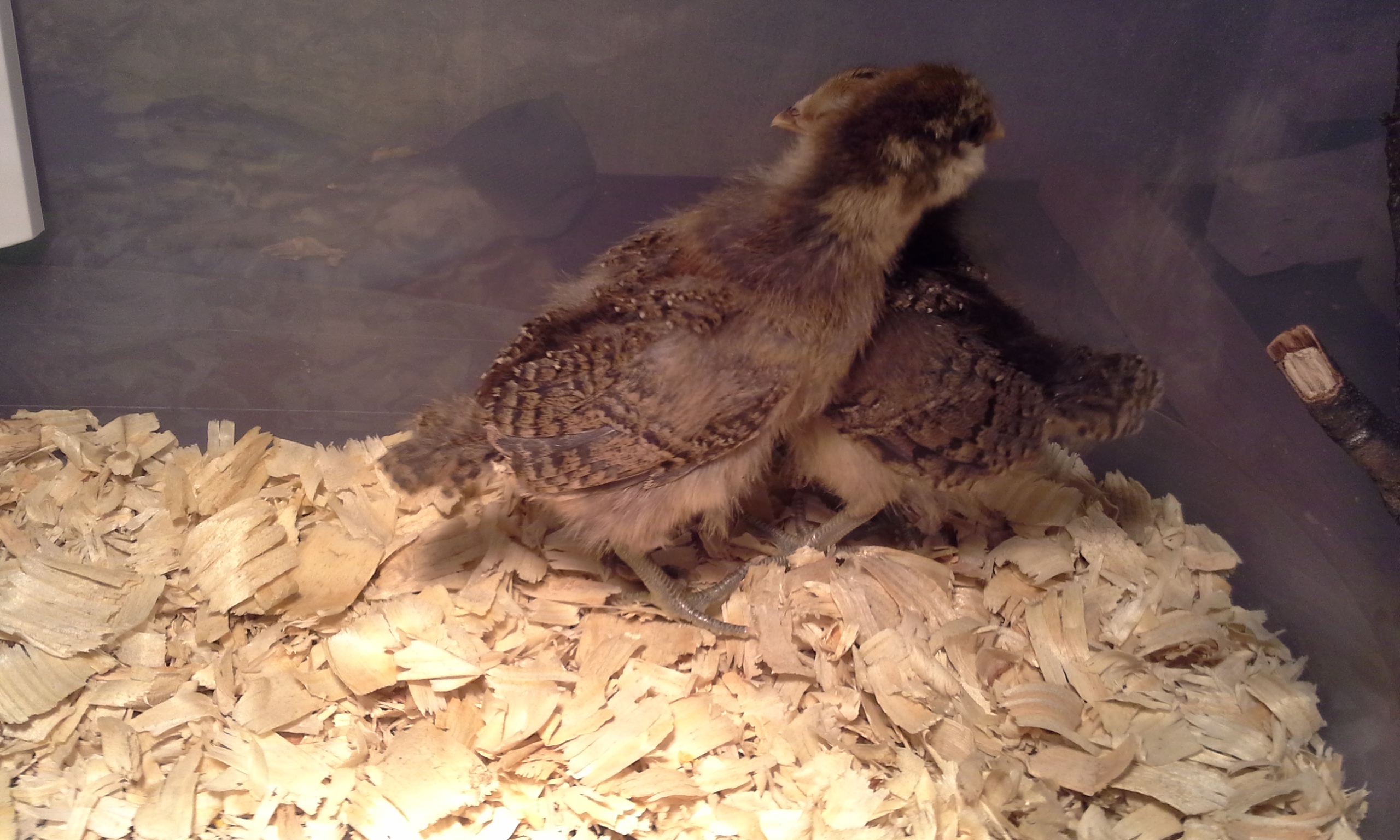 4/27/2014- 9 days old and a better shot of their tail feathers.
