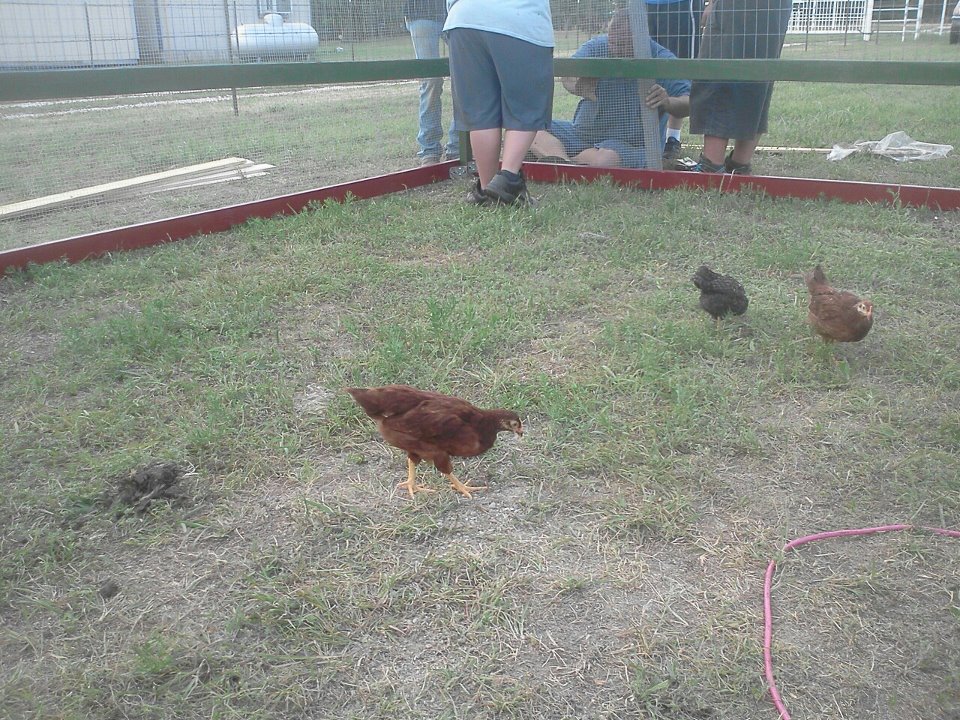 4/28/12 brought the hens out