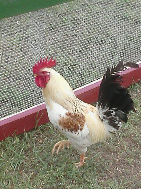 4/28/12 my rooster