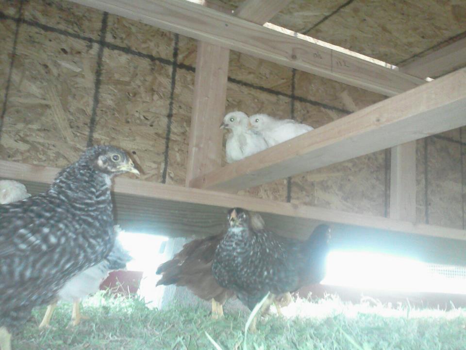 4/28/12 they found somewhere to roost