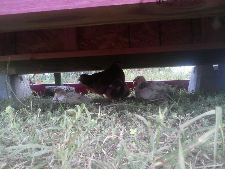 4/28/12 under the hen house