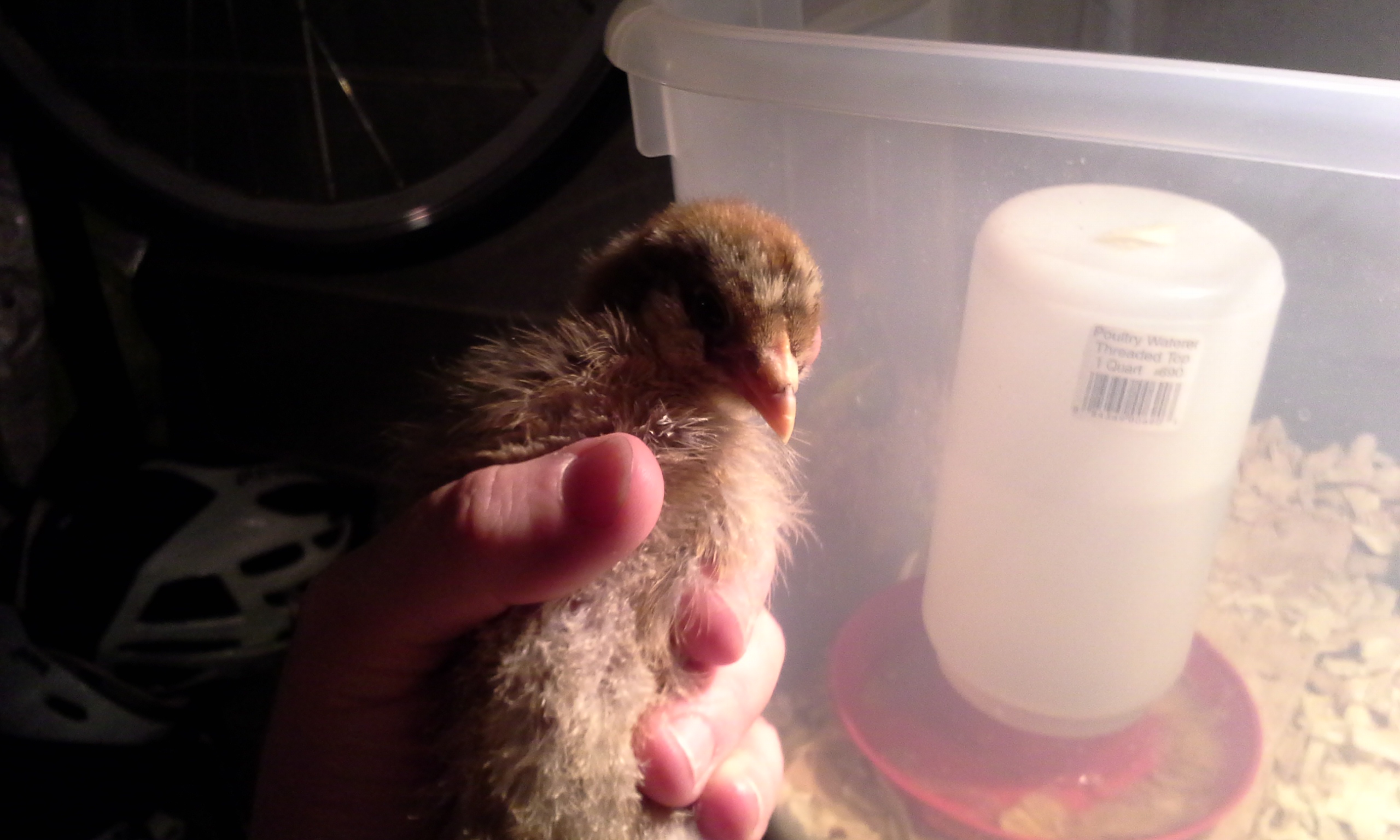 4/29/2014, Still a little hand-shy but getting better the more we interact with them. This is right before we cleaned the brooder for the day. Don't worry, they get their water dish cleaned several times a day.
