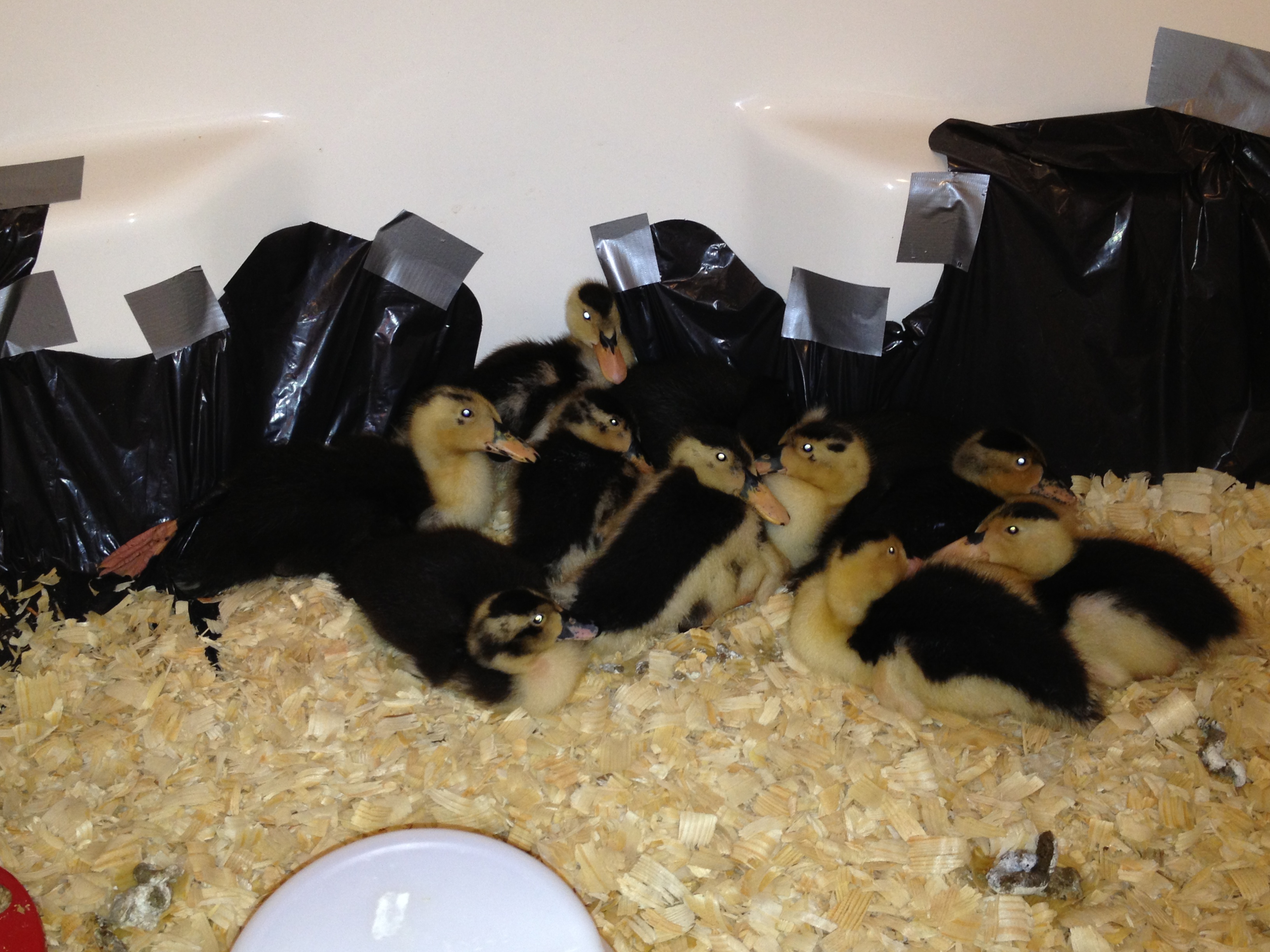 4-3-13 they have already out grown the box!! They have been spending the night outside in the new covered pen. It got cold and rainy, so the hubby brought the in and put them in the big bath tub.