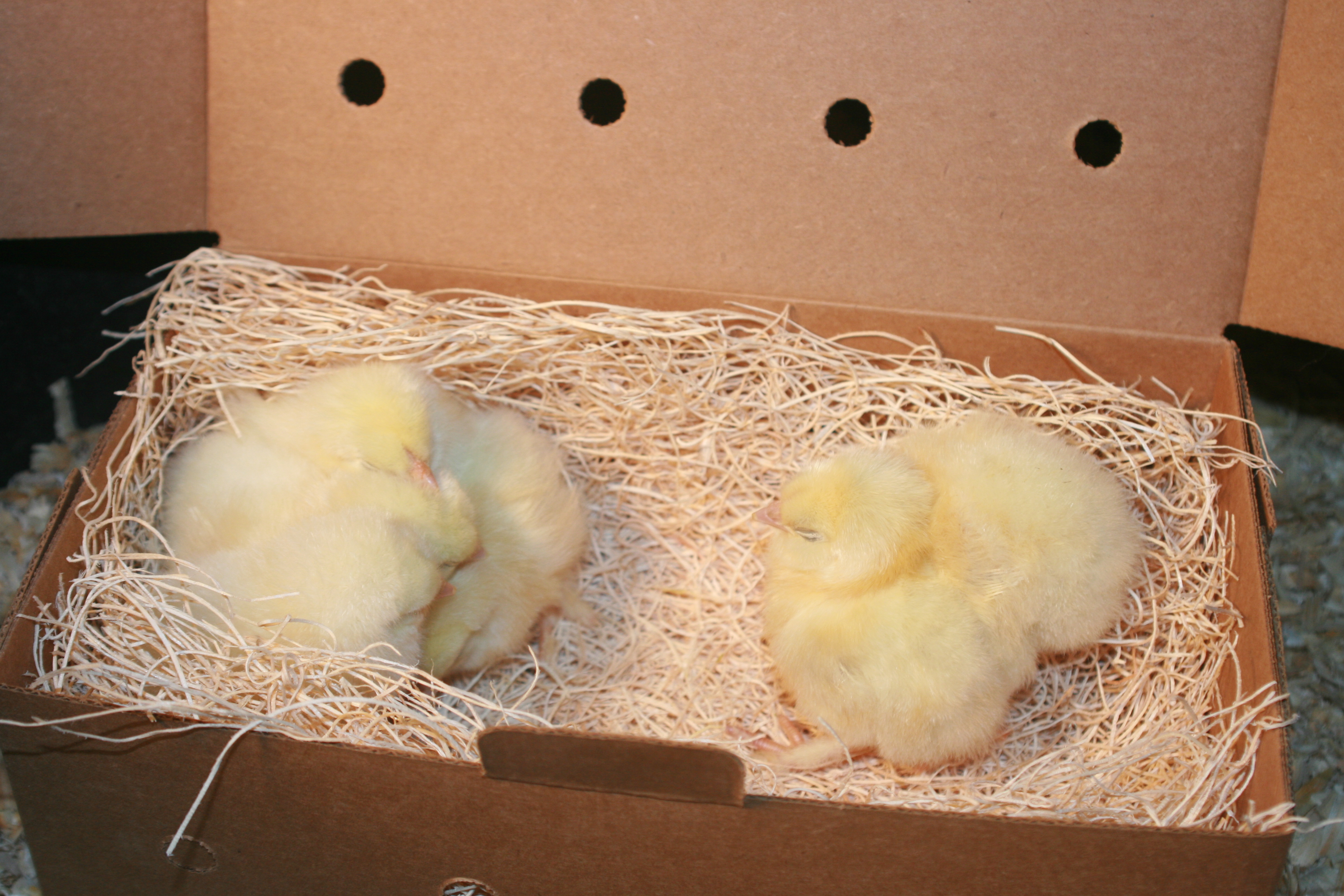 4/4/12 Hatching Day ~ These are our light brahmas just a few hours after they hatched