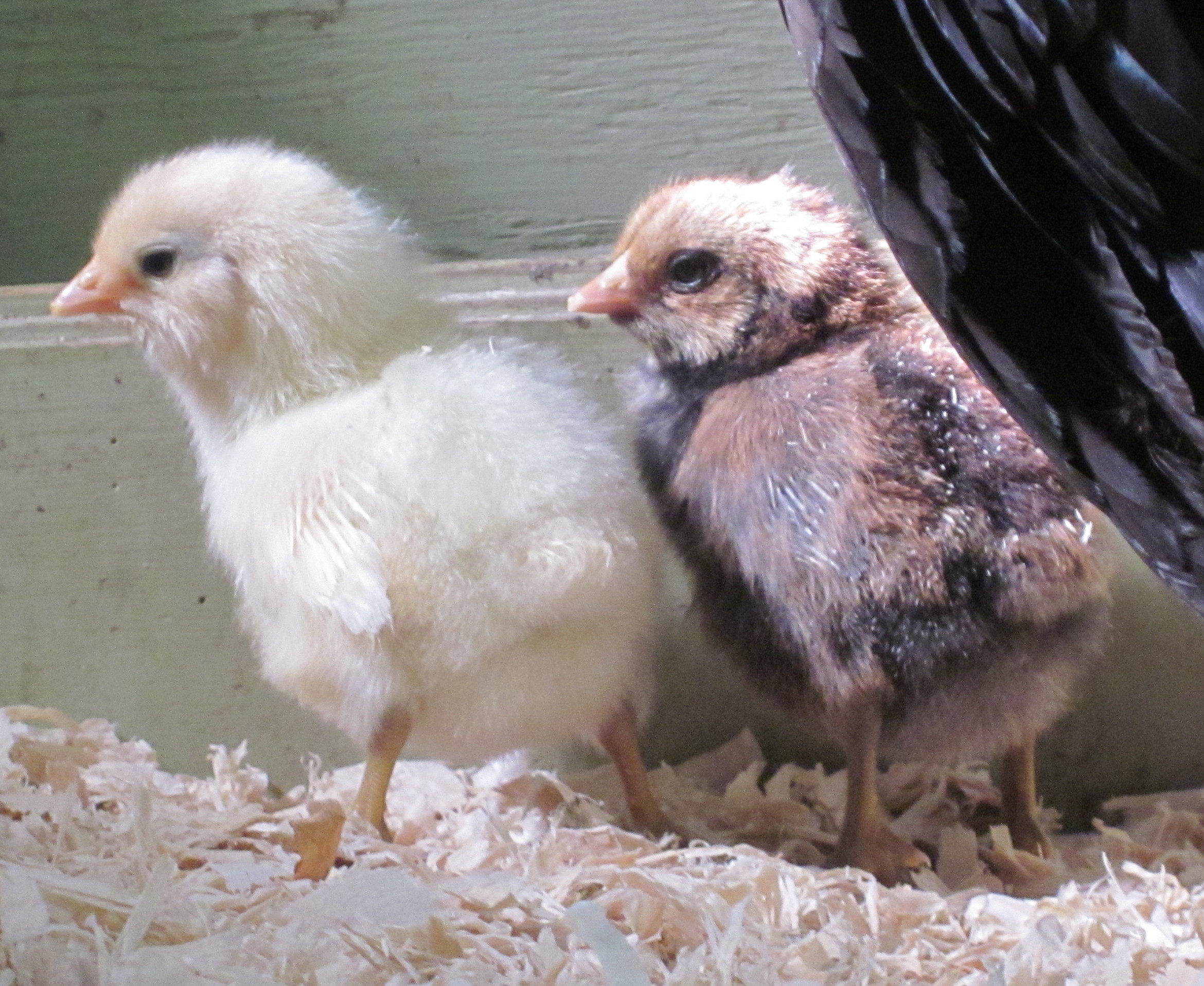 4-5 days old, blue egg layer breed