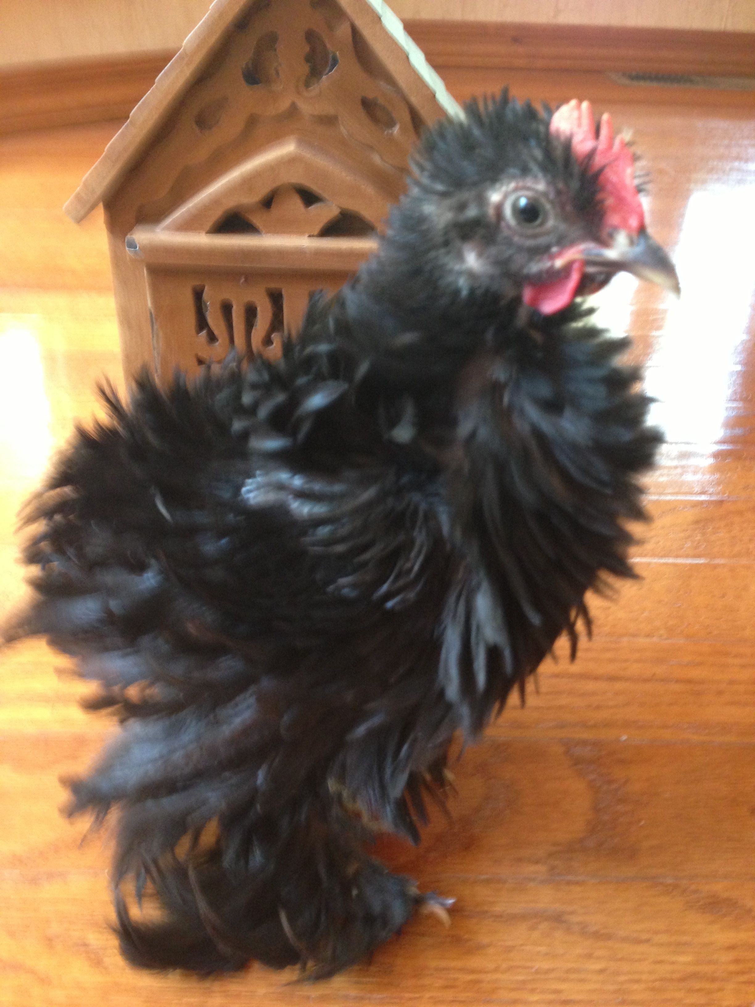 4-5 week old black Frizzle