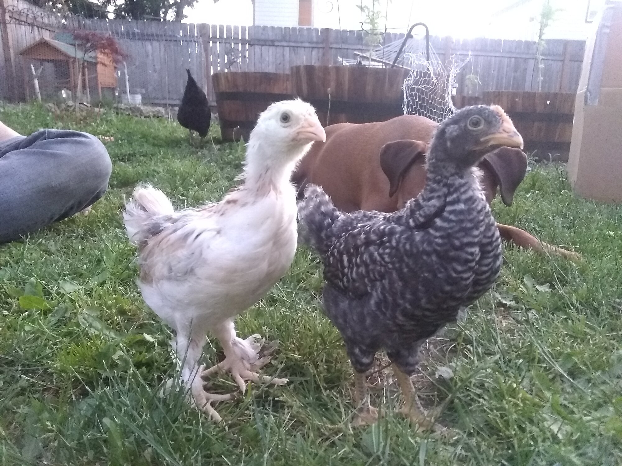 4-5 week old chicks go outside for first time
