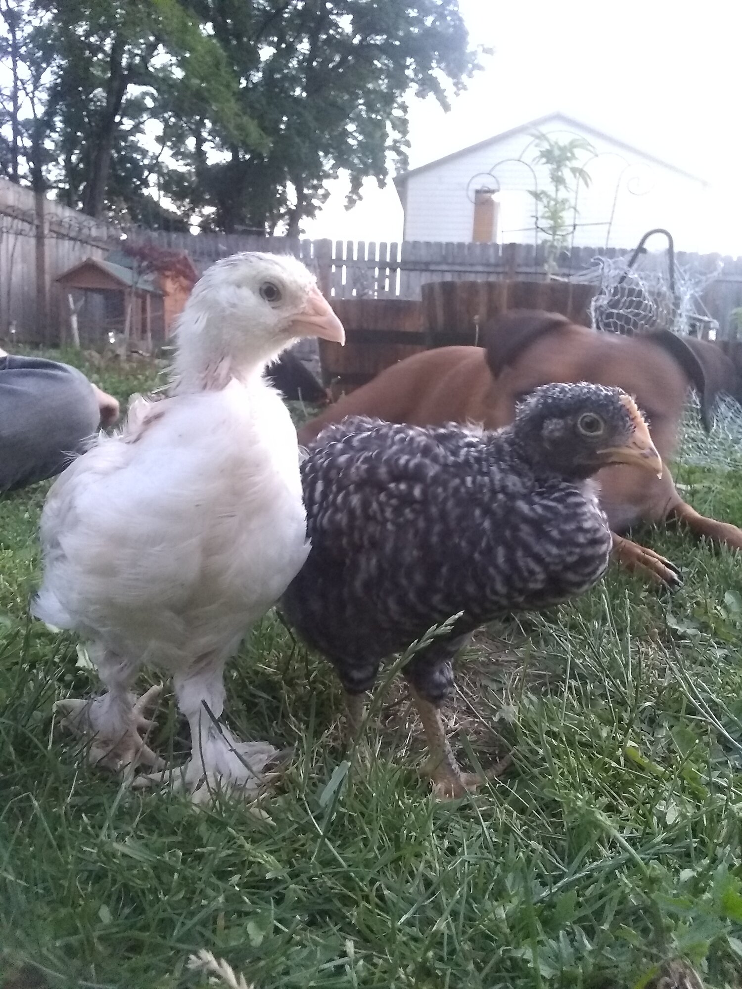 4-5 week old chicks go outside for first time