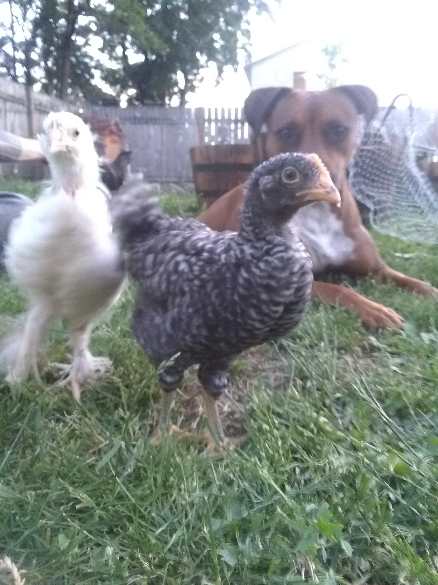 4-5 week old chicks go outside for first time