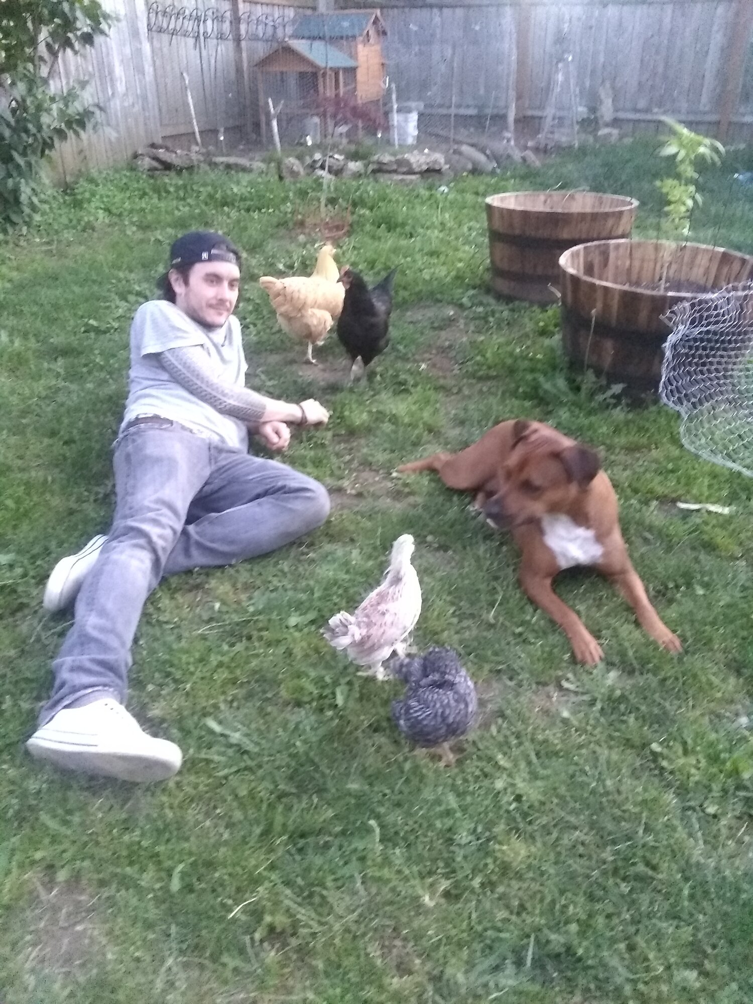4-5 week old chicks go outside for first time