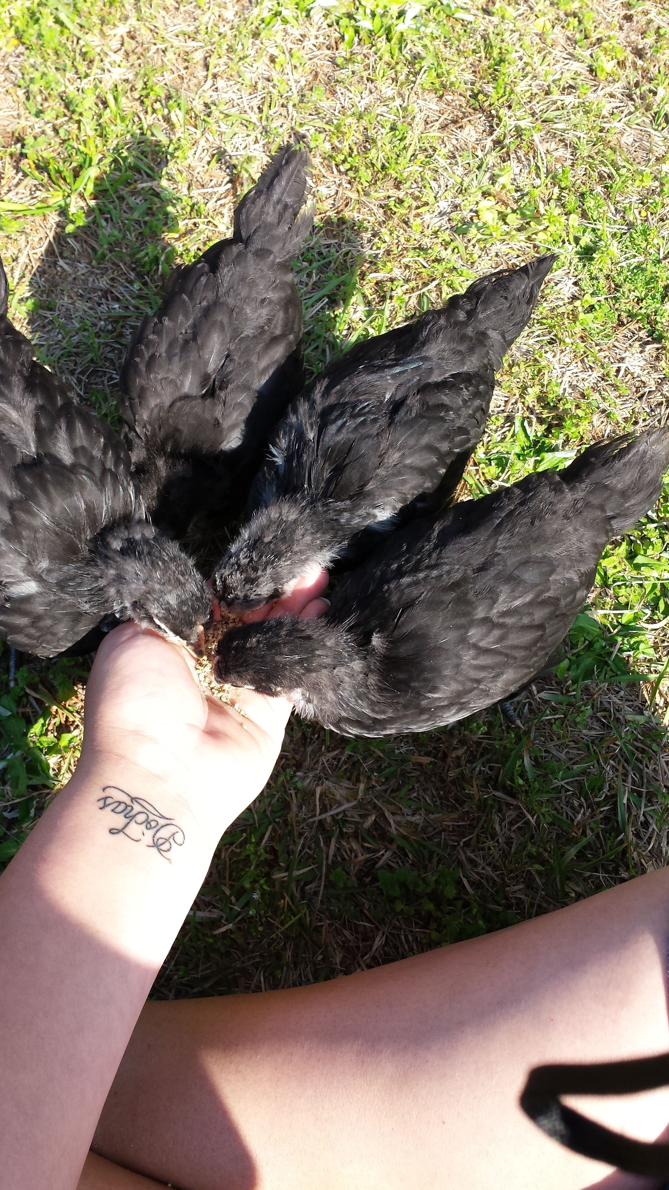 4 australorp chickens all hens sweet and love to follow me every where great with the kids