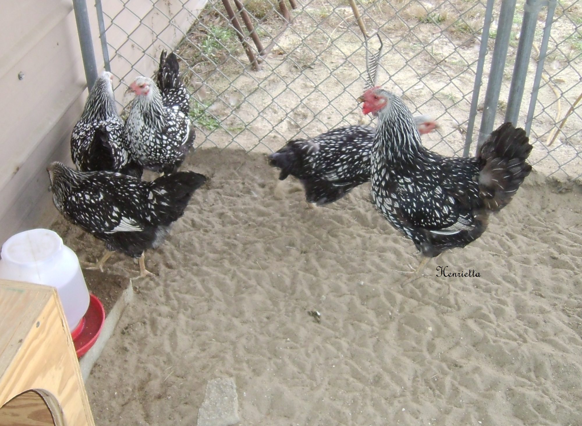 4 babies being cornered by dominant Cleo, its been her home for 6 months now