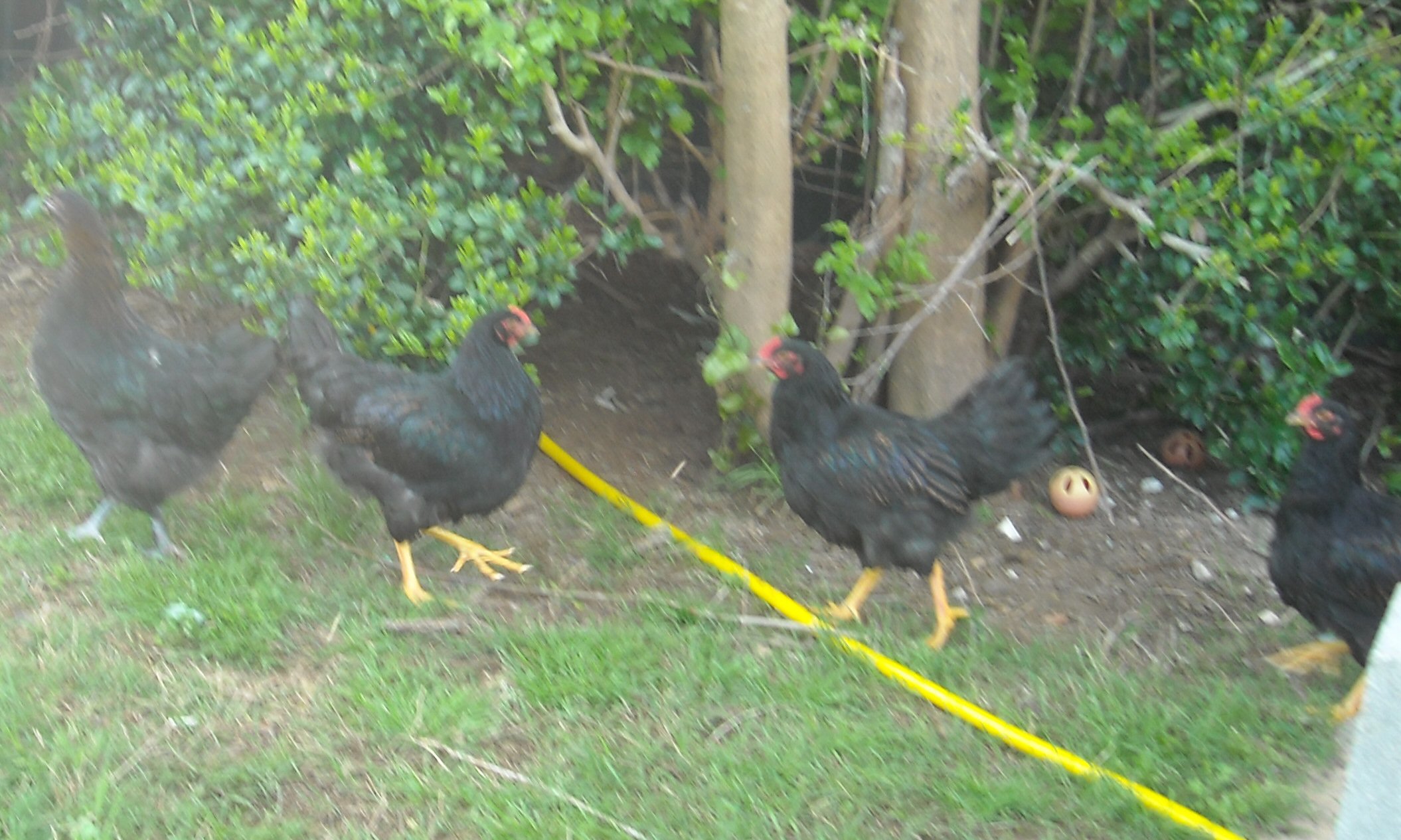 4 Barnvelders - Are they roo or pullets ?
