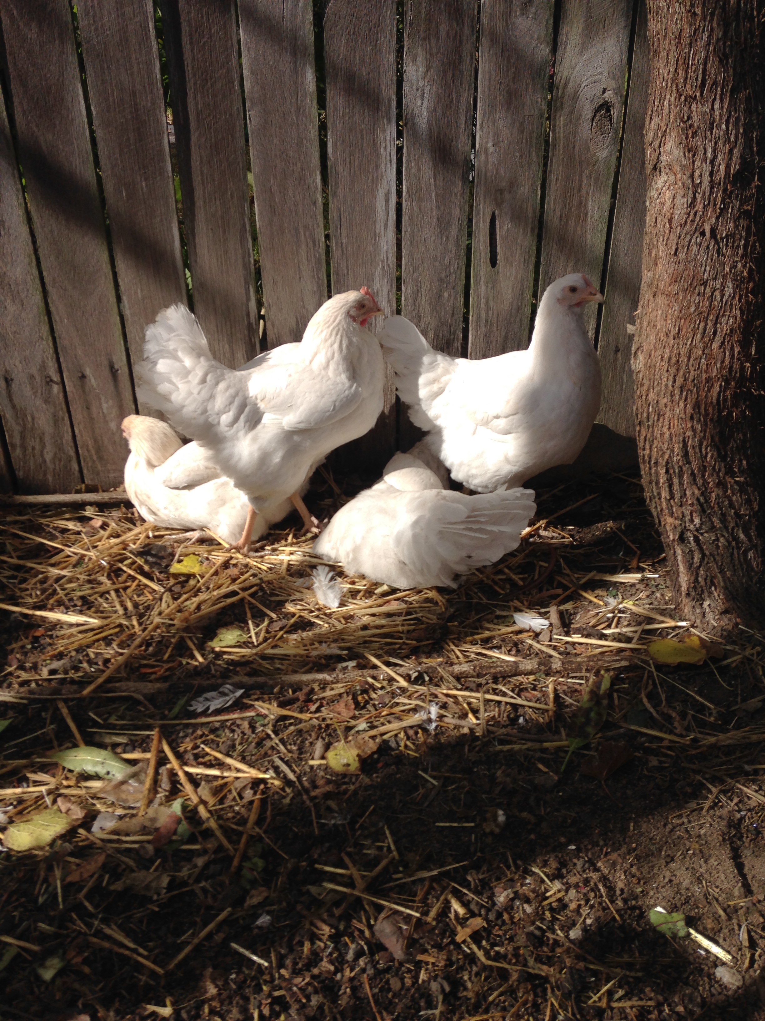 4 birds in striking pose