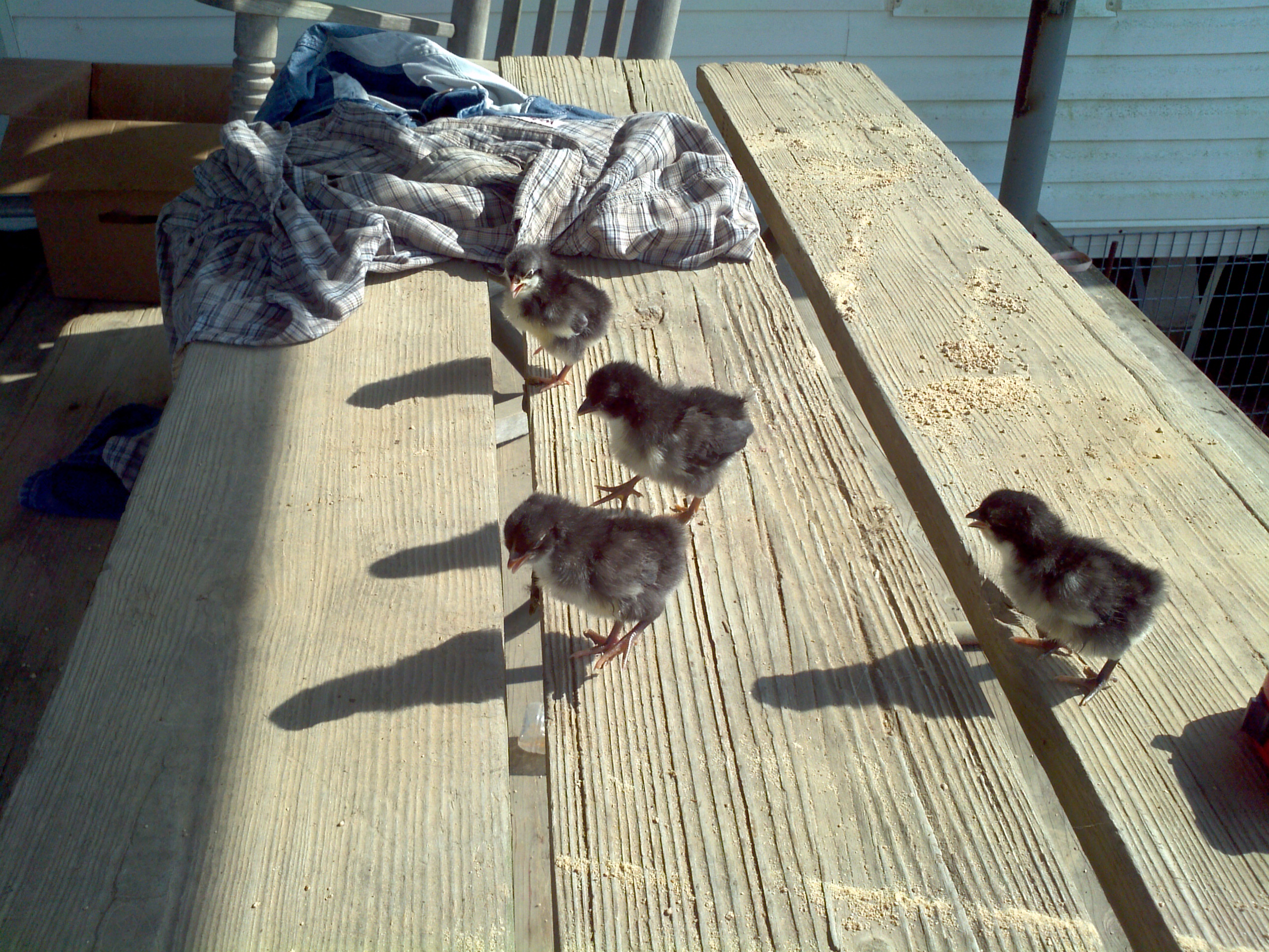 4 black australorp chicks