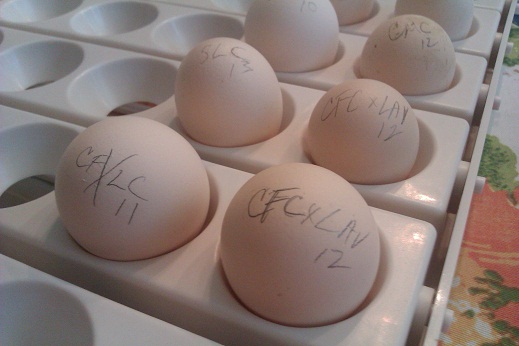 4 CalicoxLavender Frizzle, 2 Silverlaced, 3 White, 4 Calico/Mille, 1 Buff Columbian