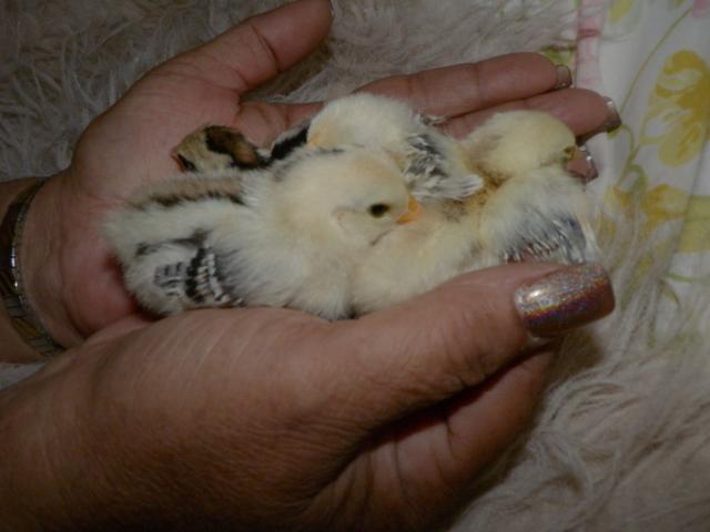 4 chicks from Swizzle and Prince