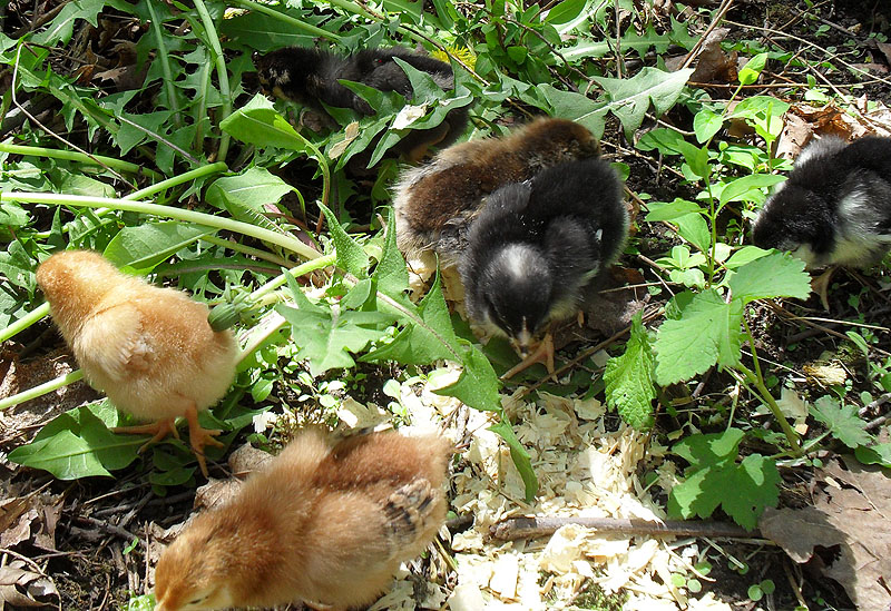 4 days old - 1st adventure outside