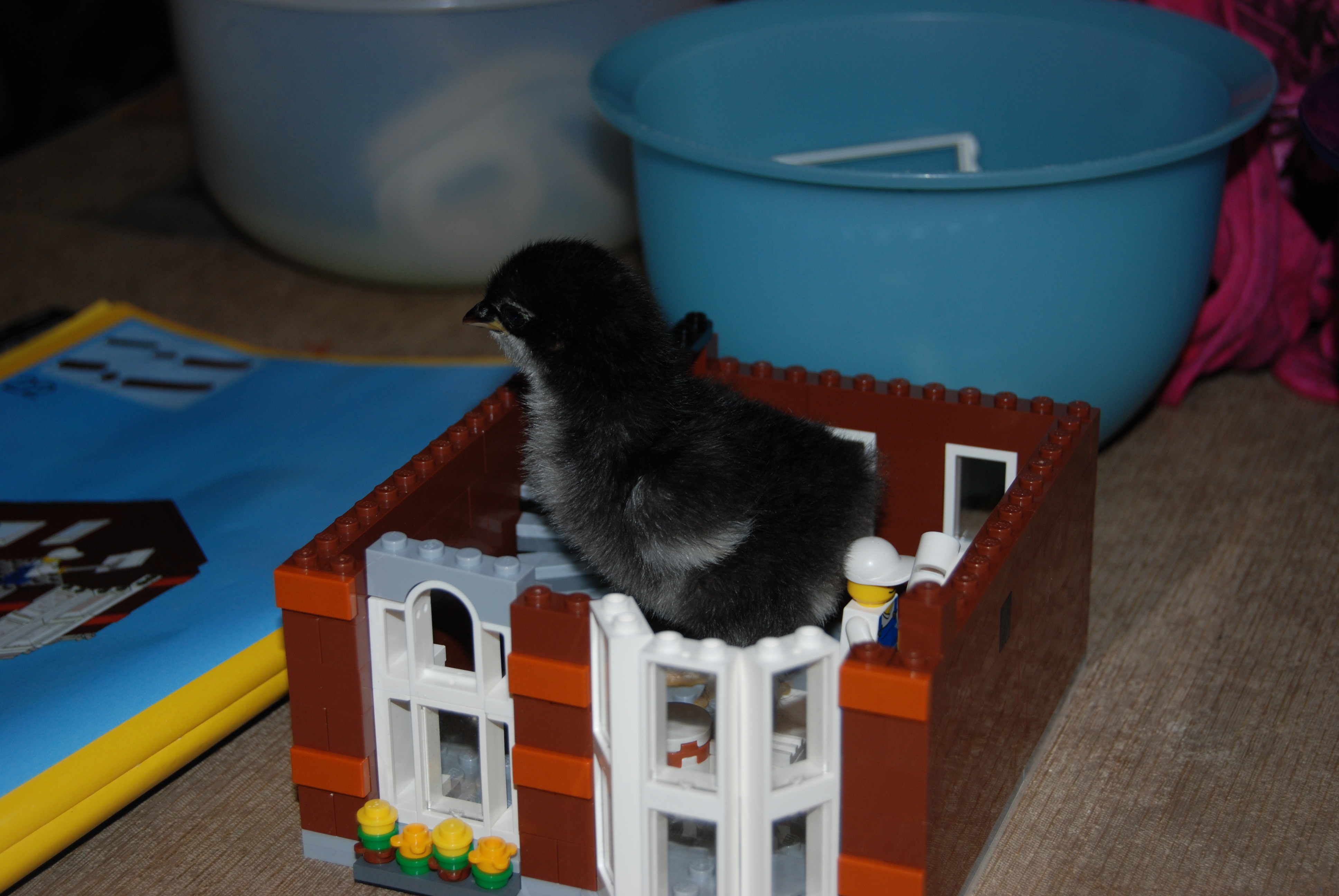 4 days old.  Frizzle/cochin chick.