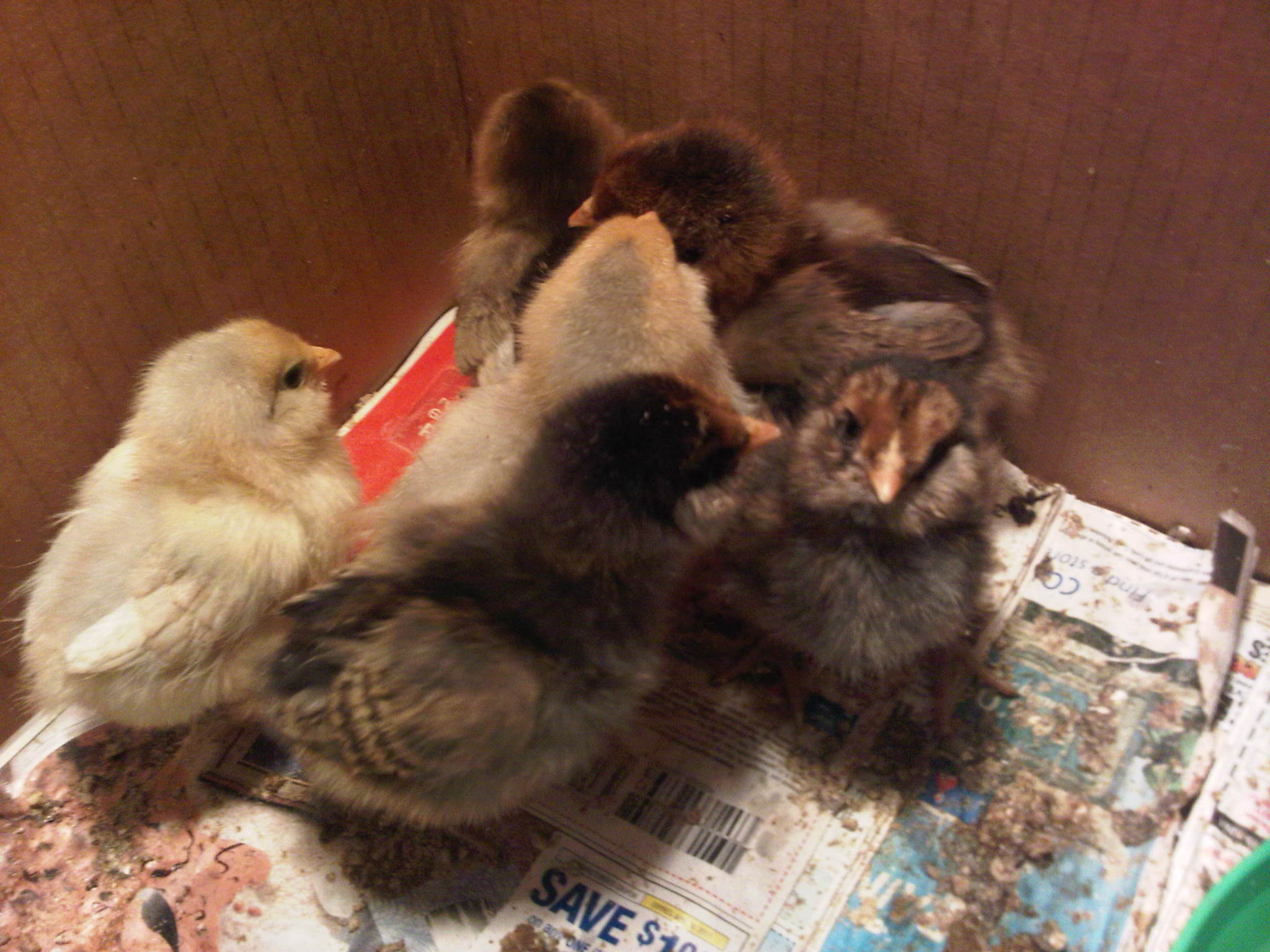 4 days old . ..  who's looking at you?