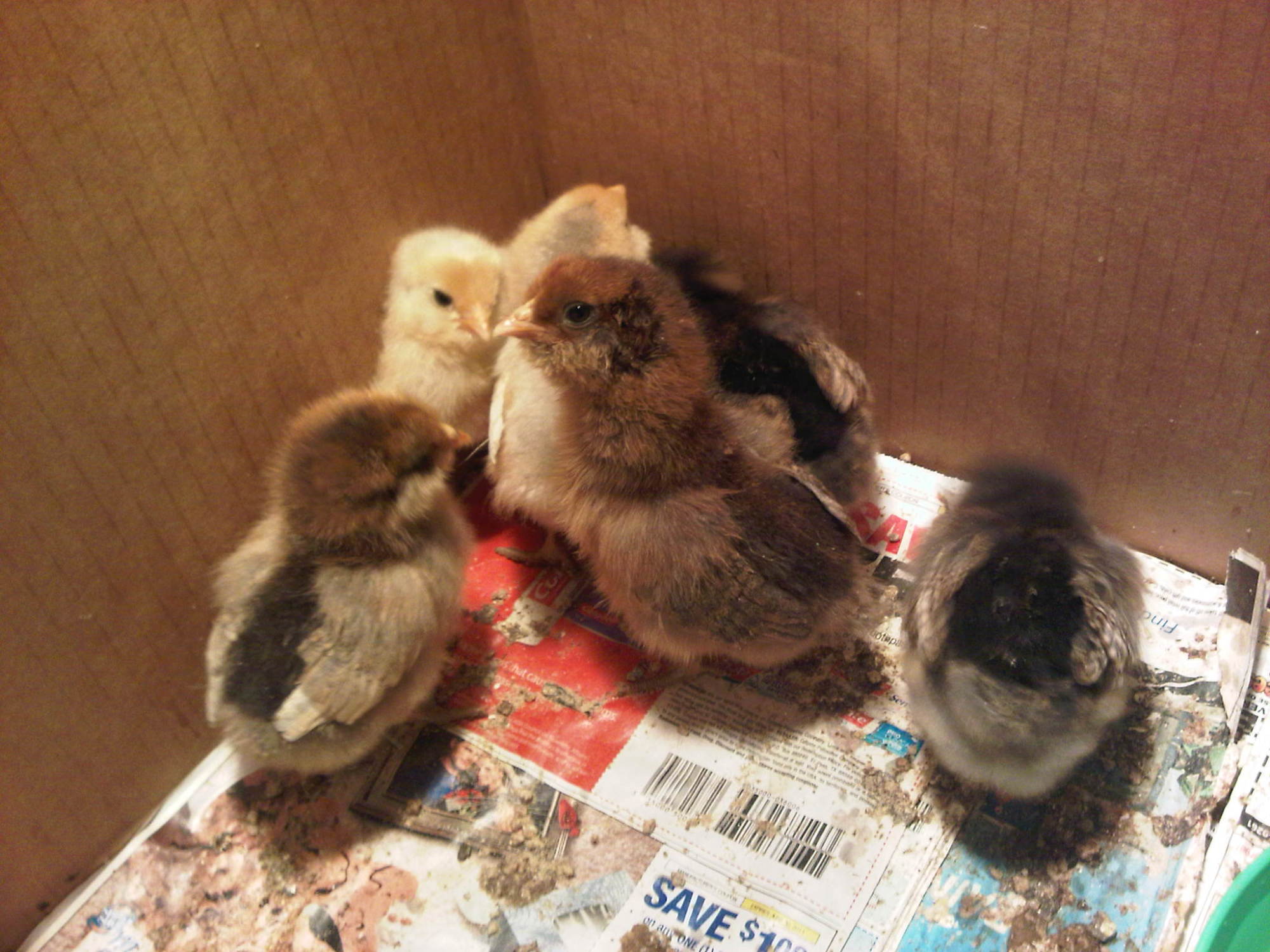 4 days old!