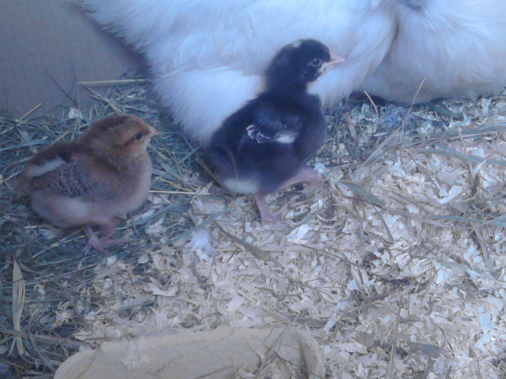 4 days old