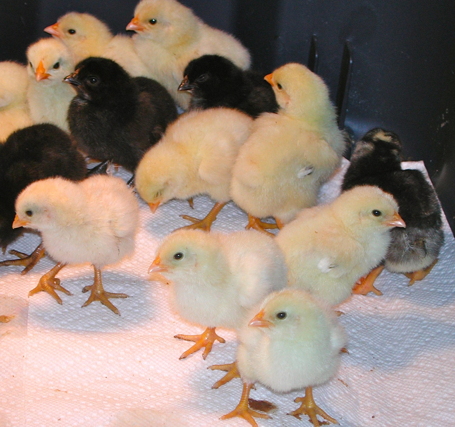 4 days old