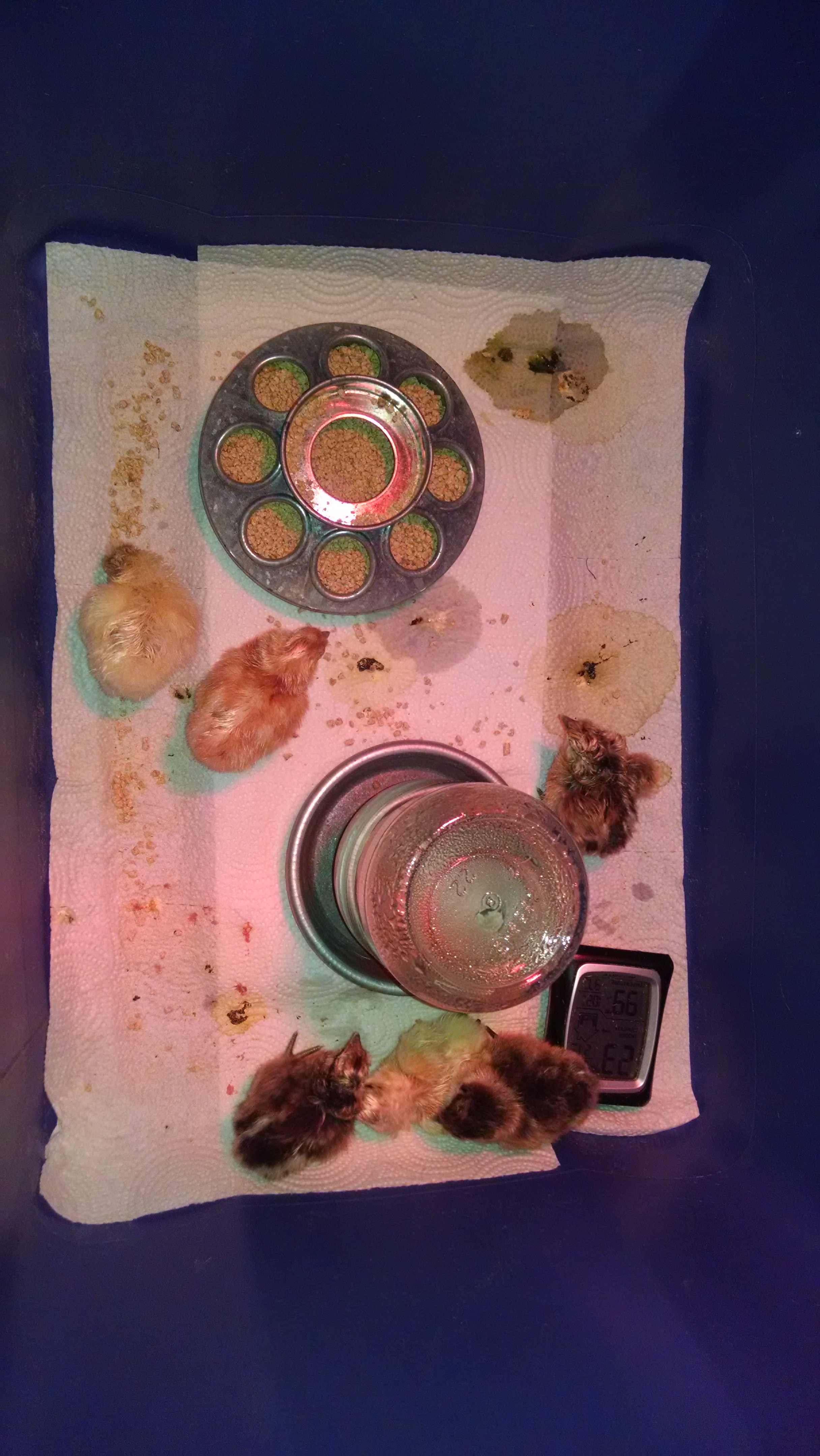 4 easter egger/silkie mix and 2 rhode island/silkie mixes hatched. we lost one of the RR/silkies mixes 24 hrs after it hatched.