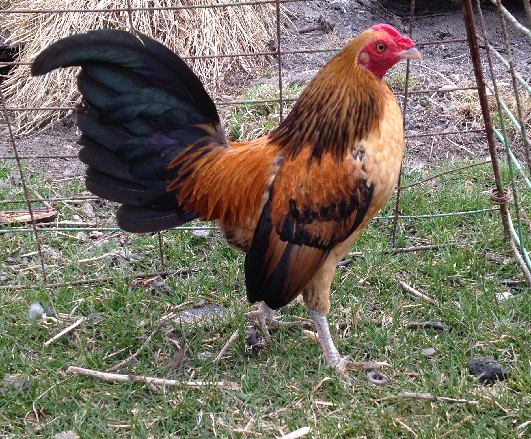 4-H quality OEGB ,
Quail