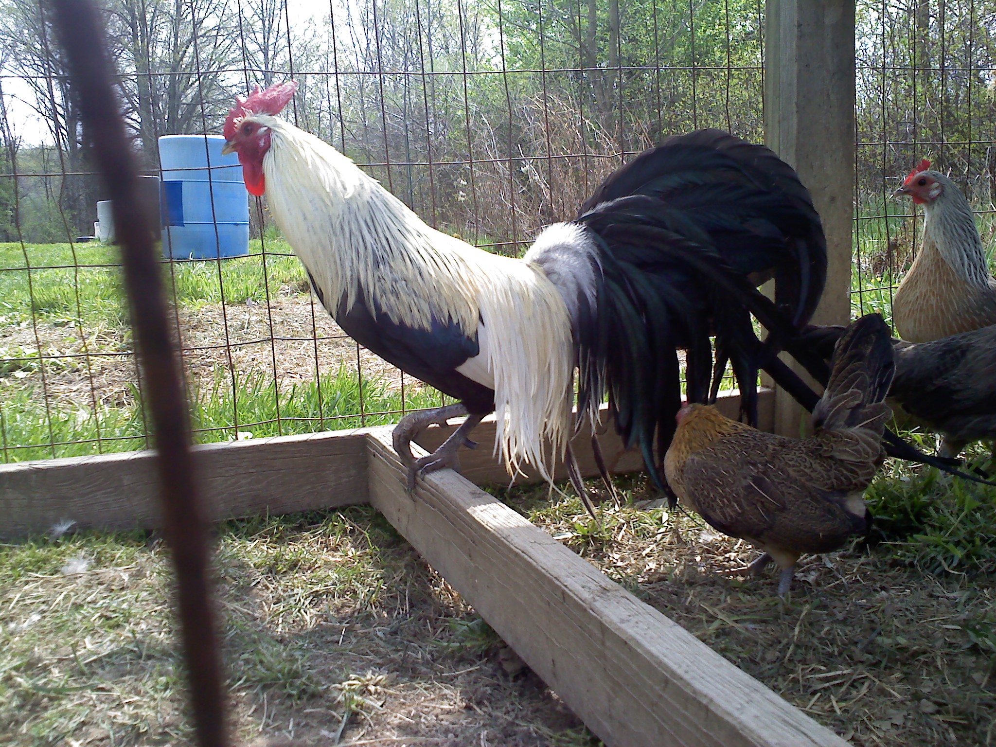4-H quality Silver Phoenix my dad has.