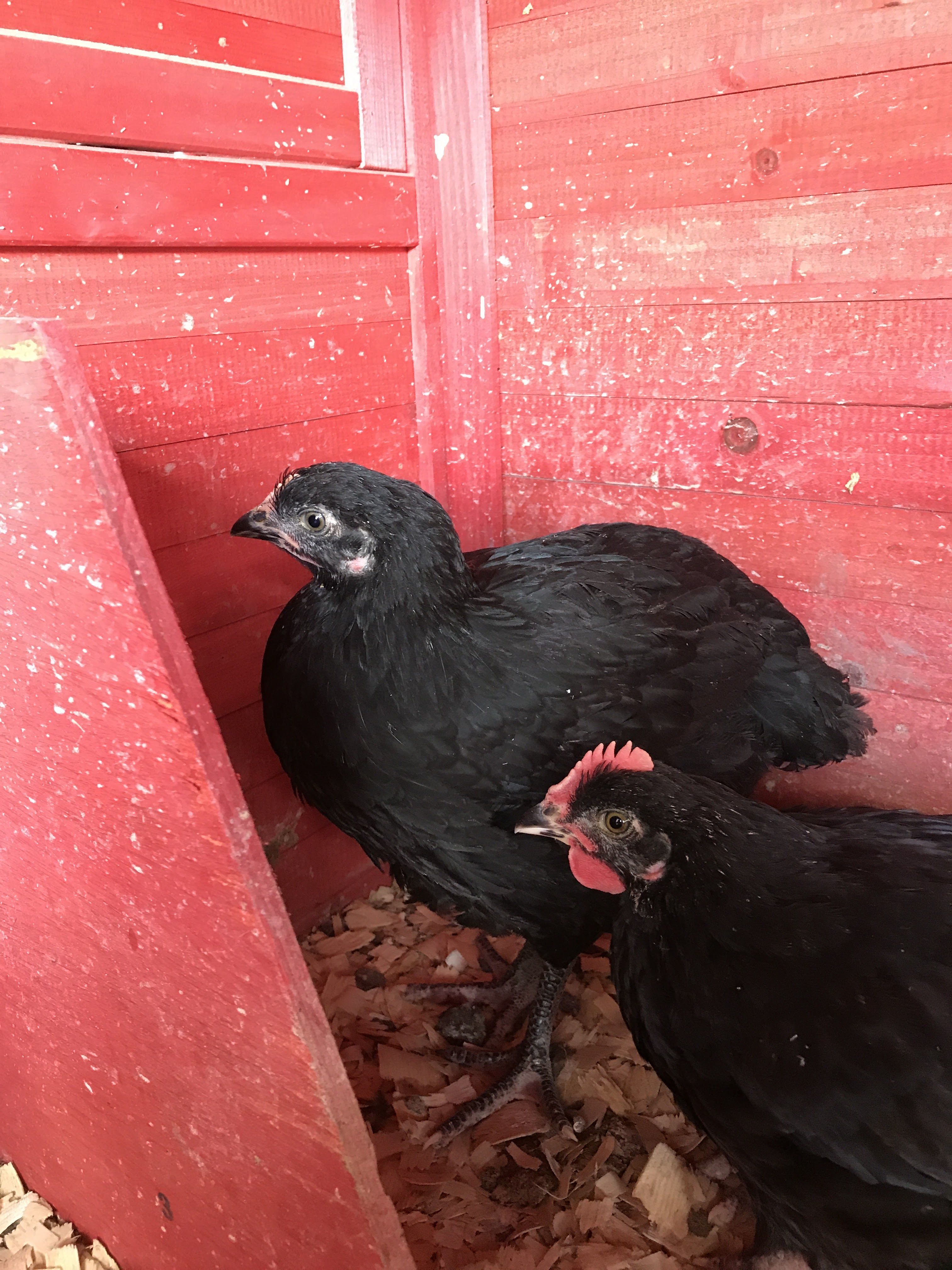 4) Hen? 
3) Rooster?