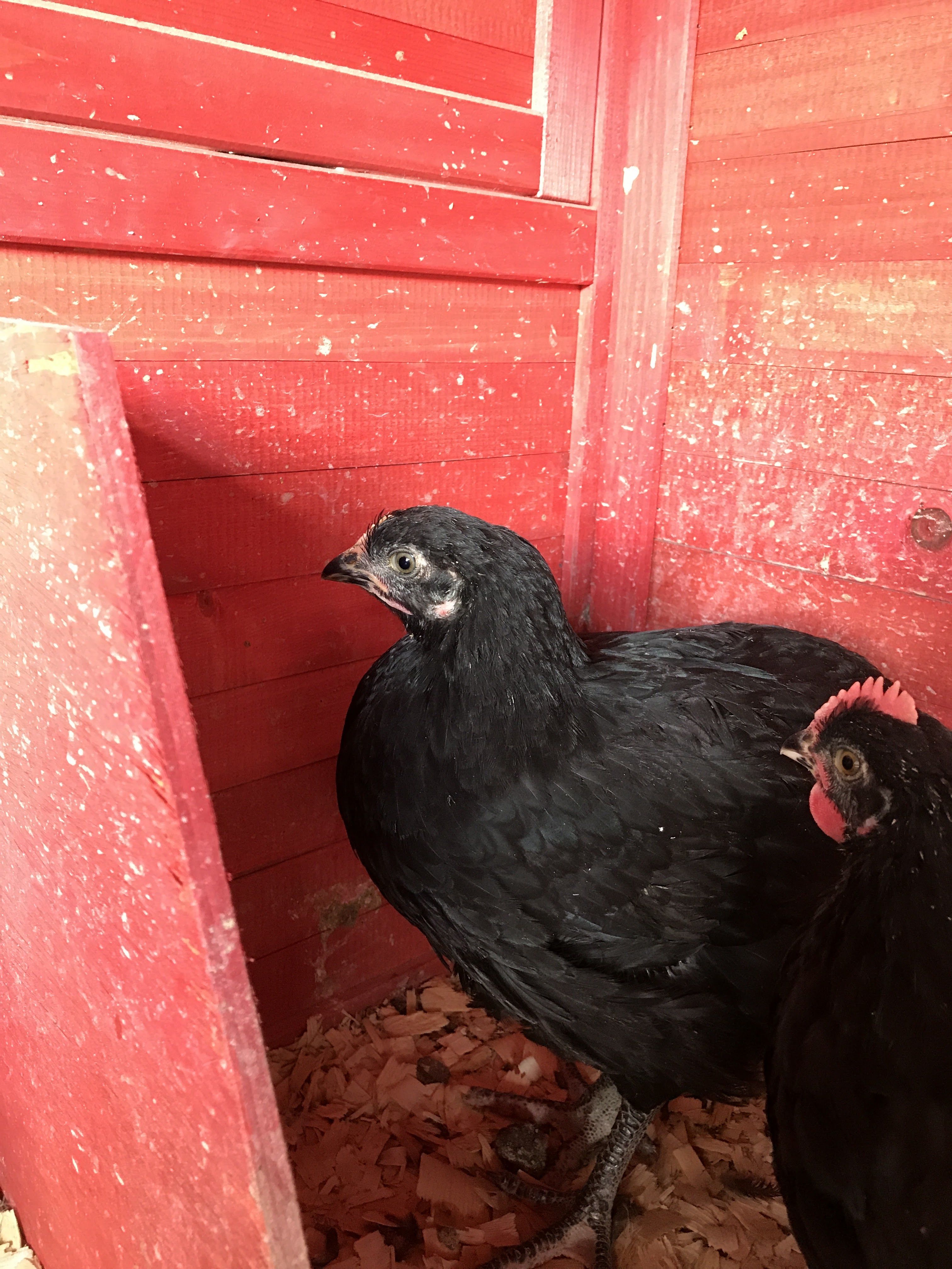 4) Hen? 
3) Rooster?