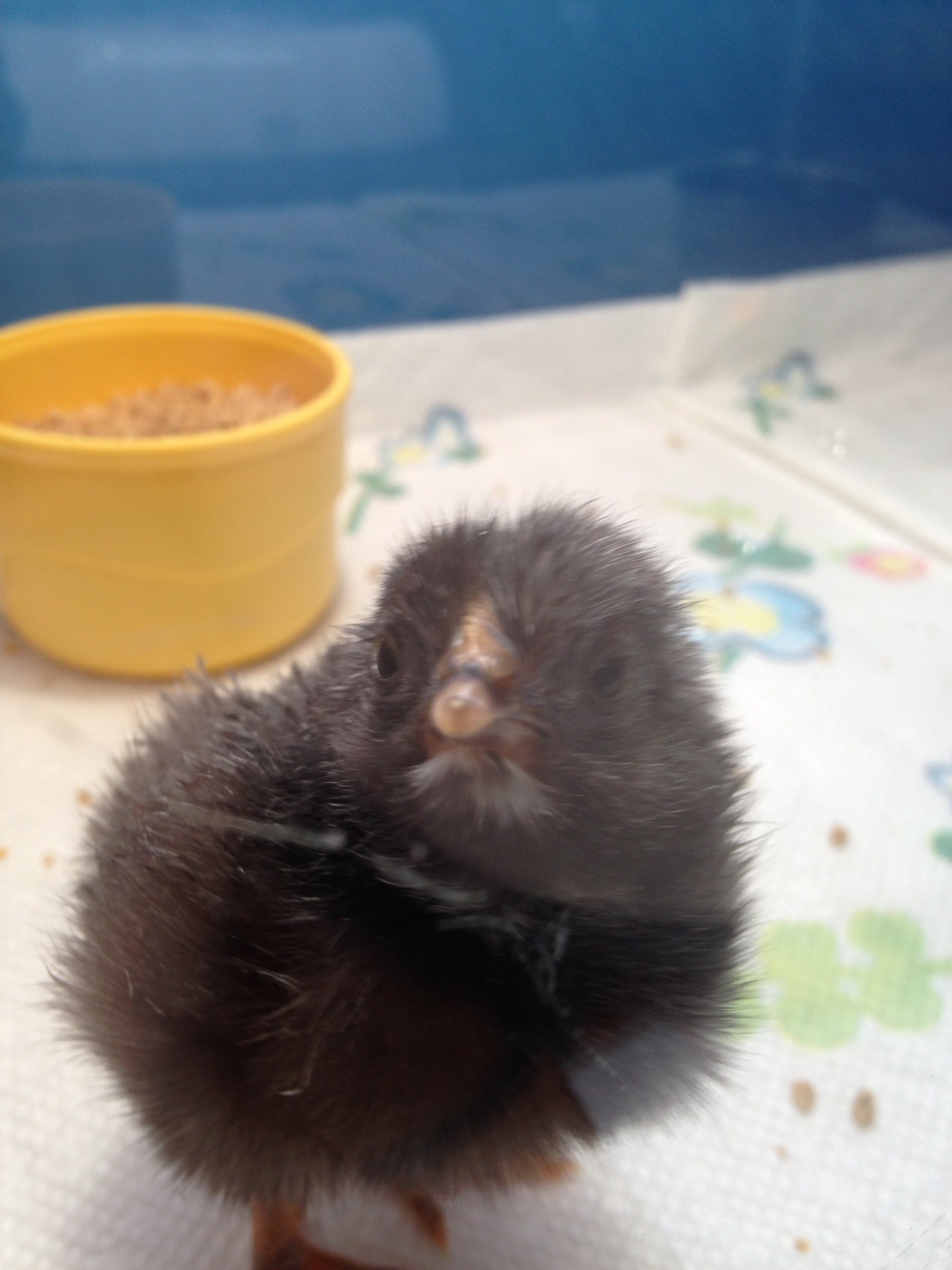 4 hours later in the brooder