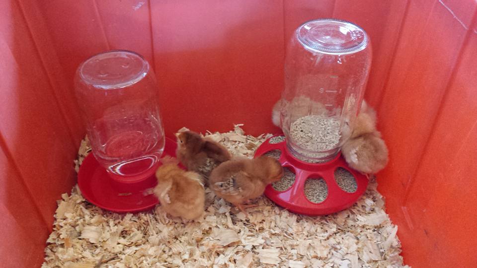 4 Isa Brows & 2 Rhode Island Reds