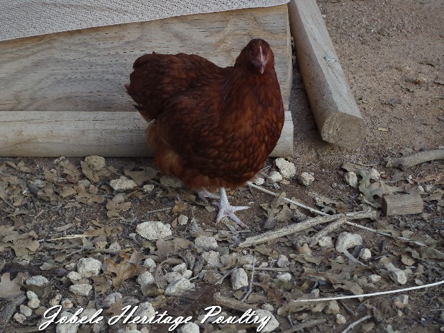 4 mo old pullet