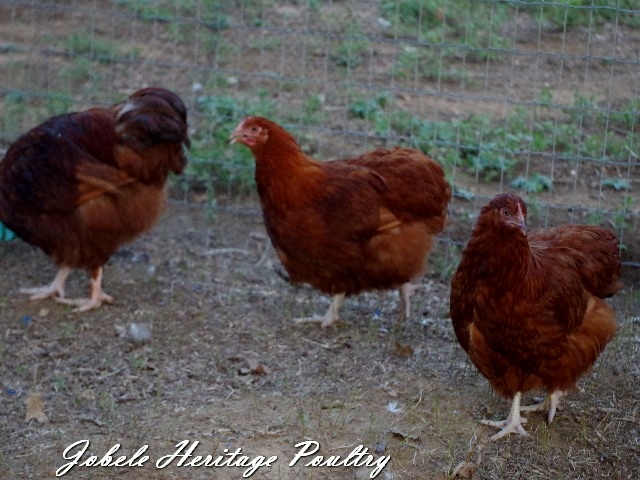 4 mo old pullets on the farm!